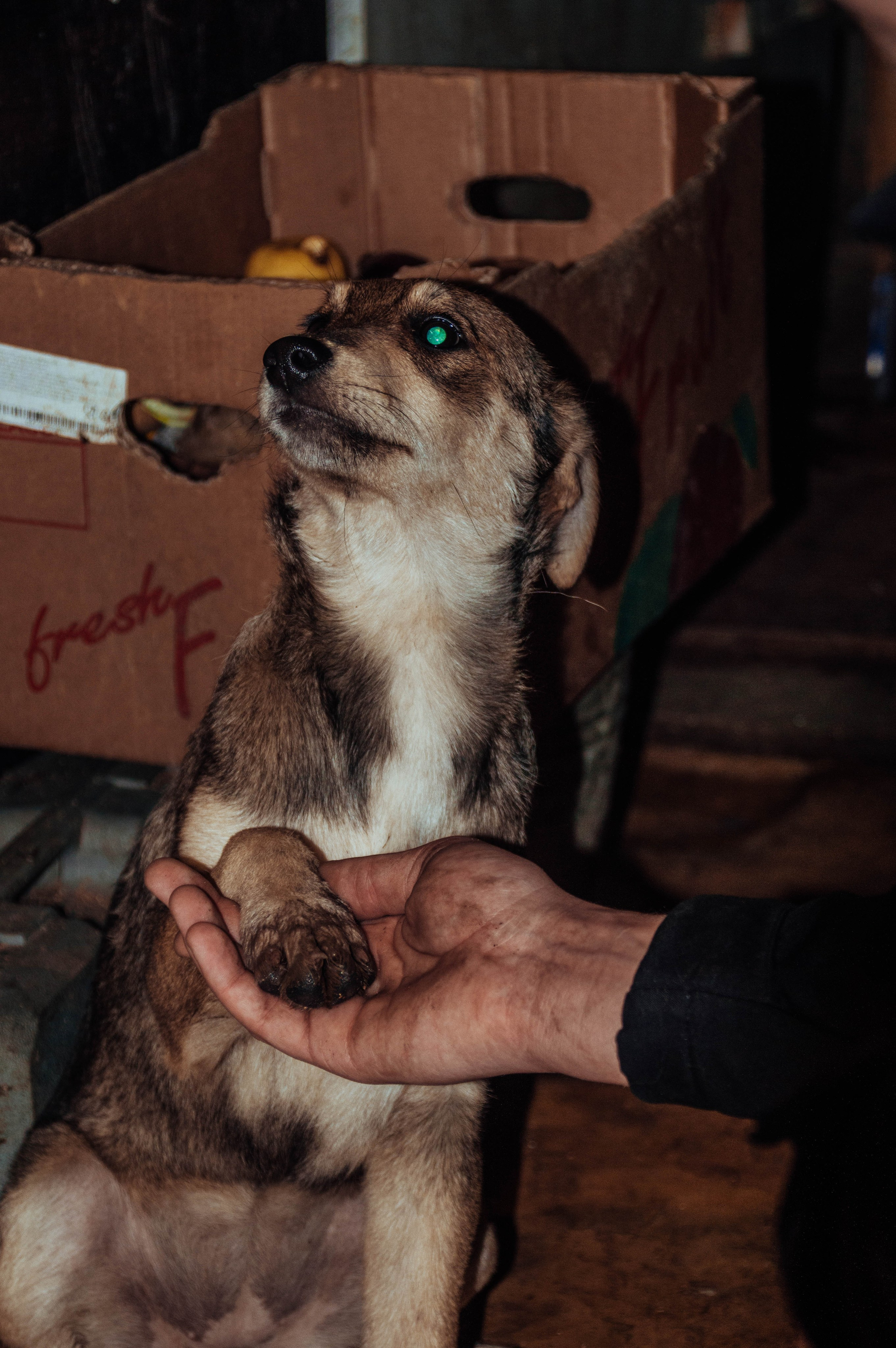 Приют «Дом Добра». Индивидуальный фотограф в Москве