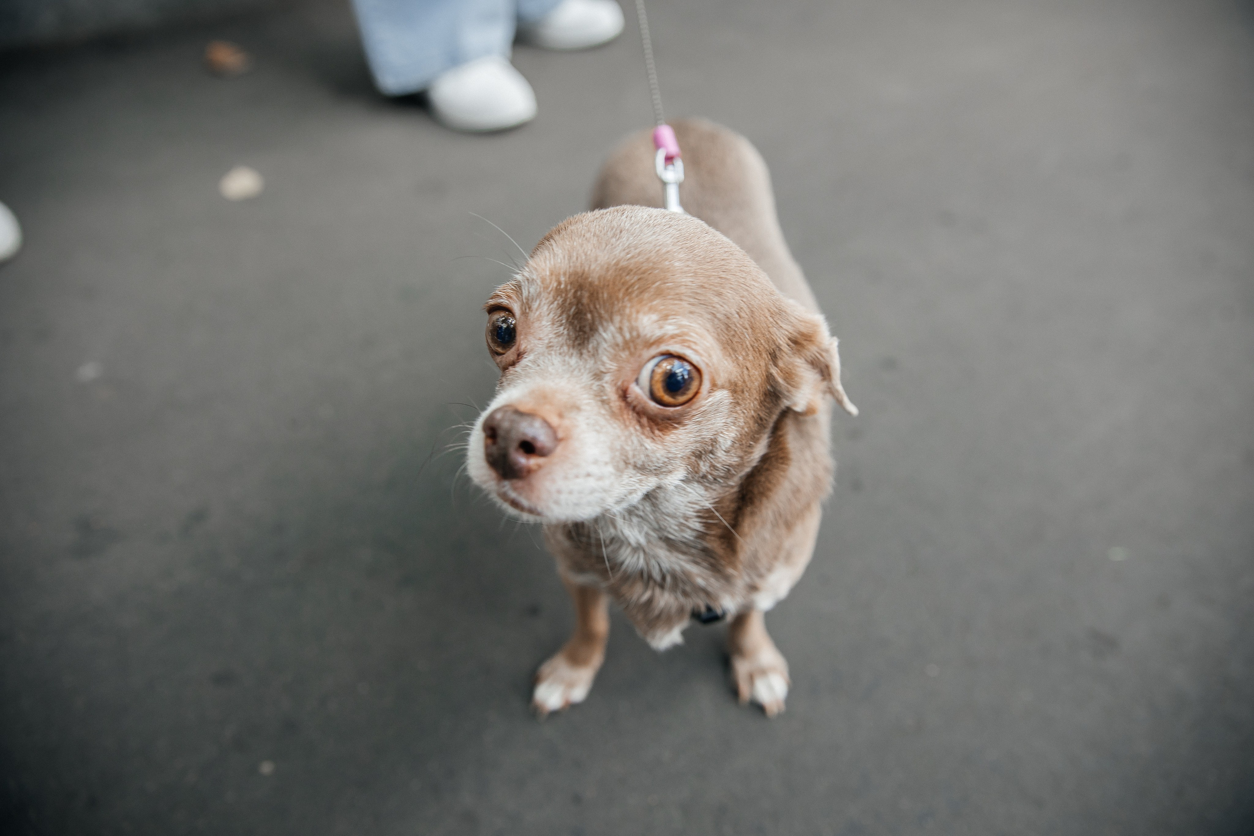 Фонд Хабенского Благотворительный футбол. Леся Гаранина. Семейный фотограф/видеограф Москва и область
