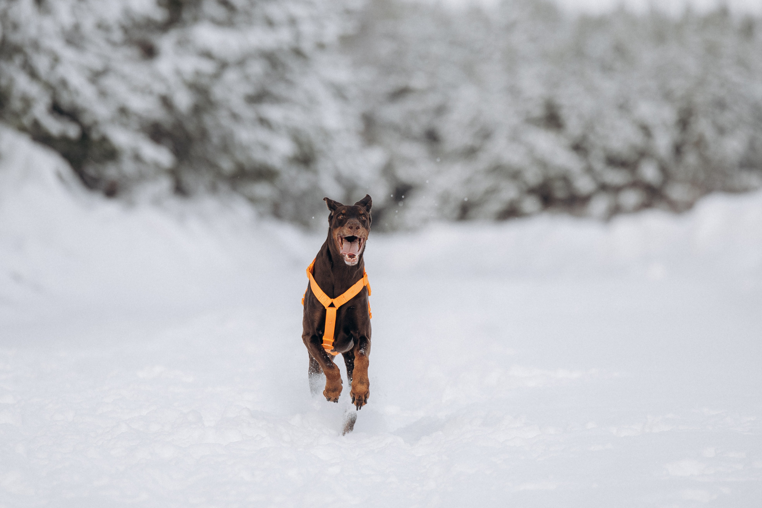 Детта. Зима. Фотограф анималист в Казани Алина Сулейманова. Фотограф животных