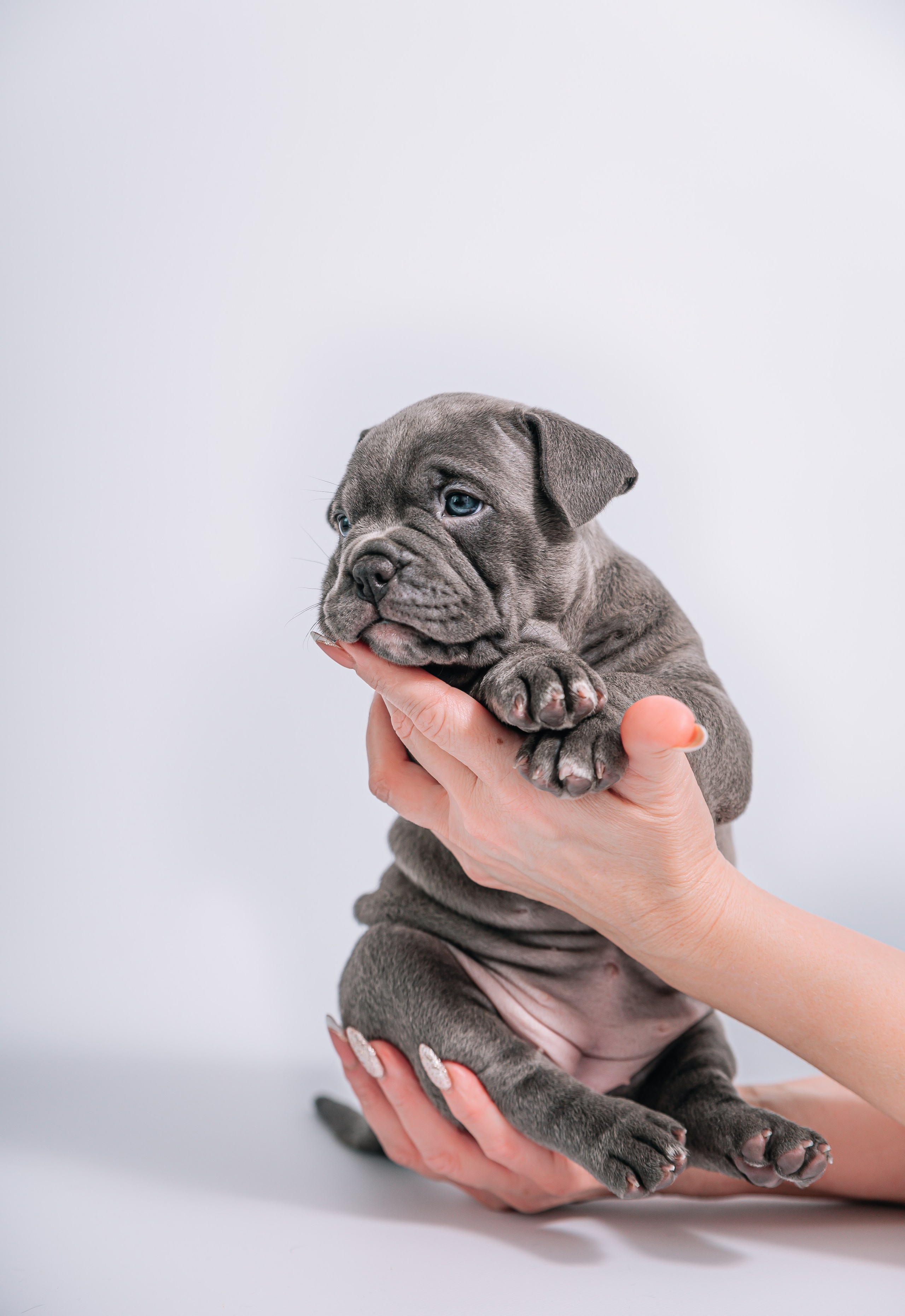 Ам. Булли щенки домашние фотосесии. Главная