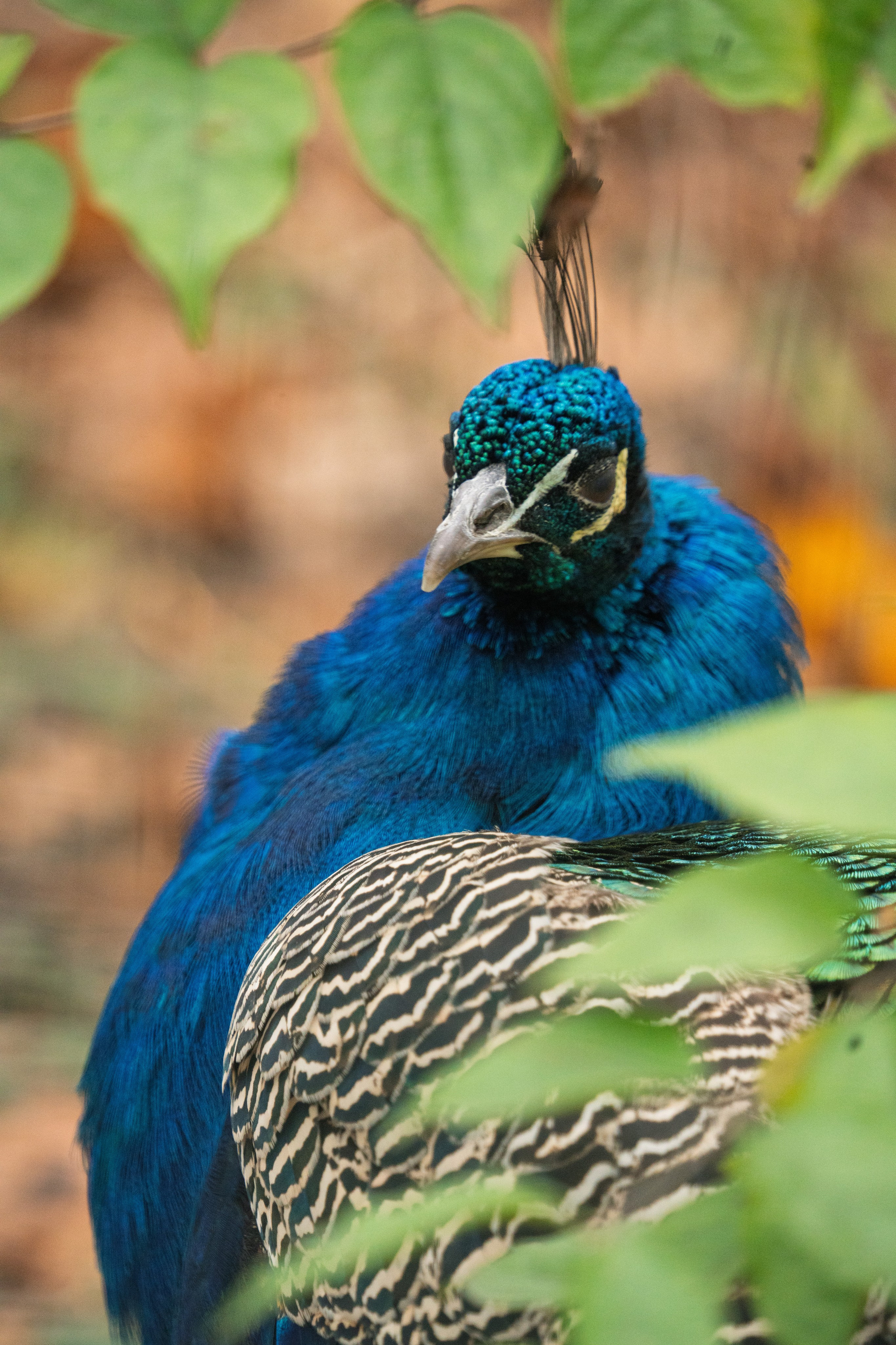 Животные. 35 мм