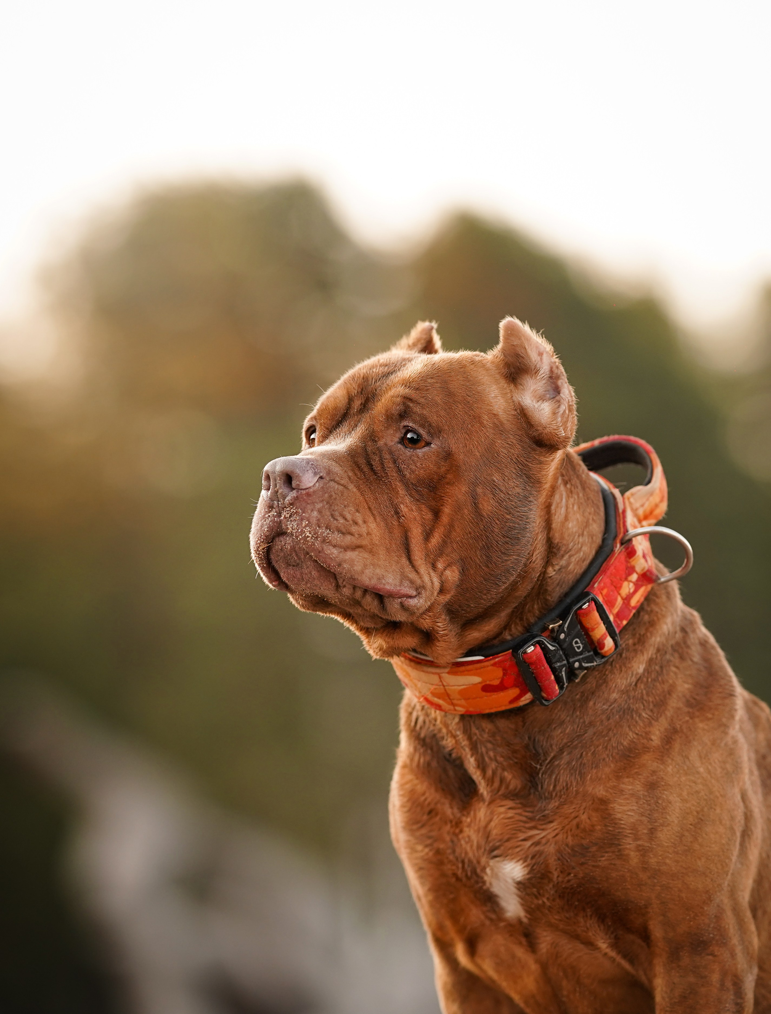 Татьяна Изи и Джем. Фотограф-анималист в Санкт-Петербурге Яна Мартынова