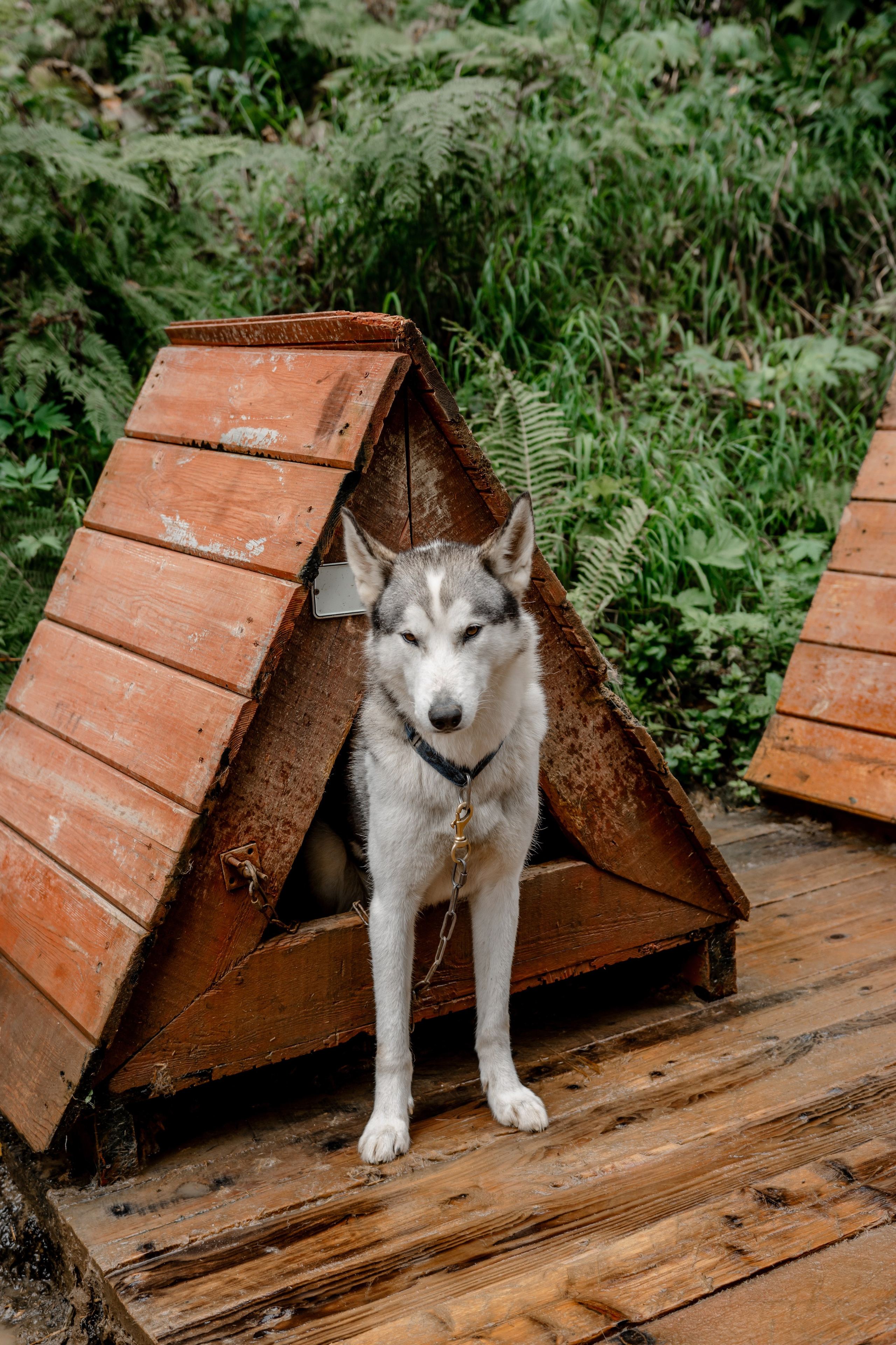 Дог-треккинг