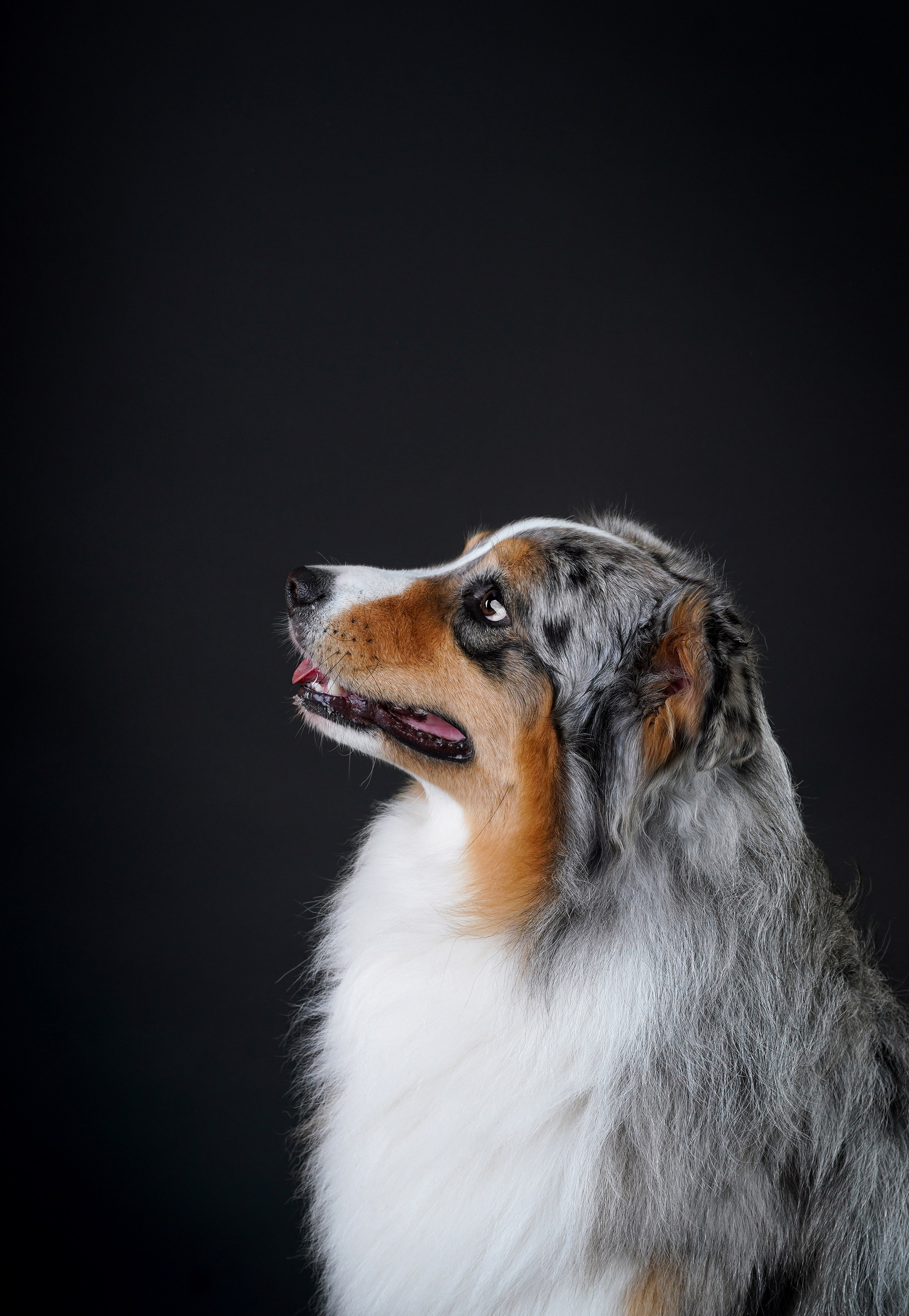 Ксюша, сиба Тэффи и австралийцы Арчи и Нэо. Фотограф-анималист в Санкт-Петербурге Яна Мартынова