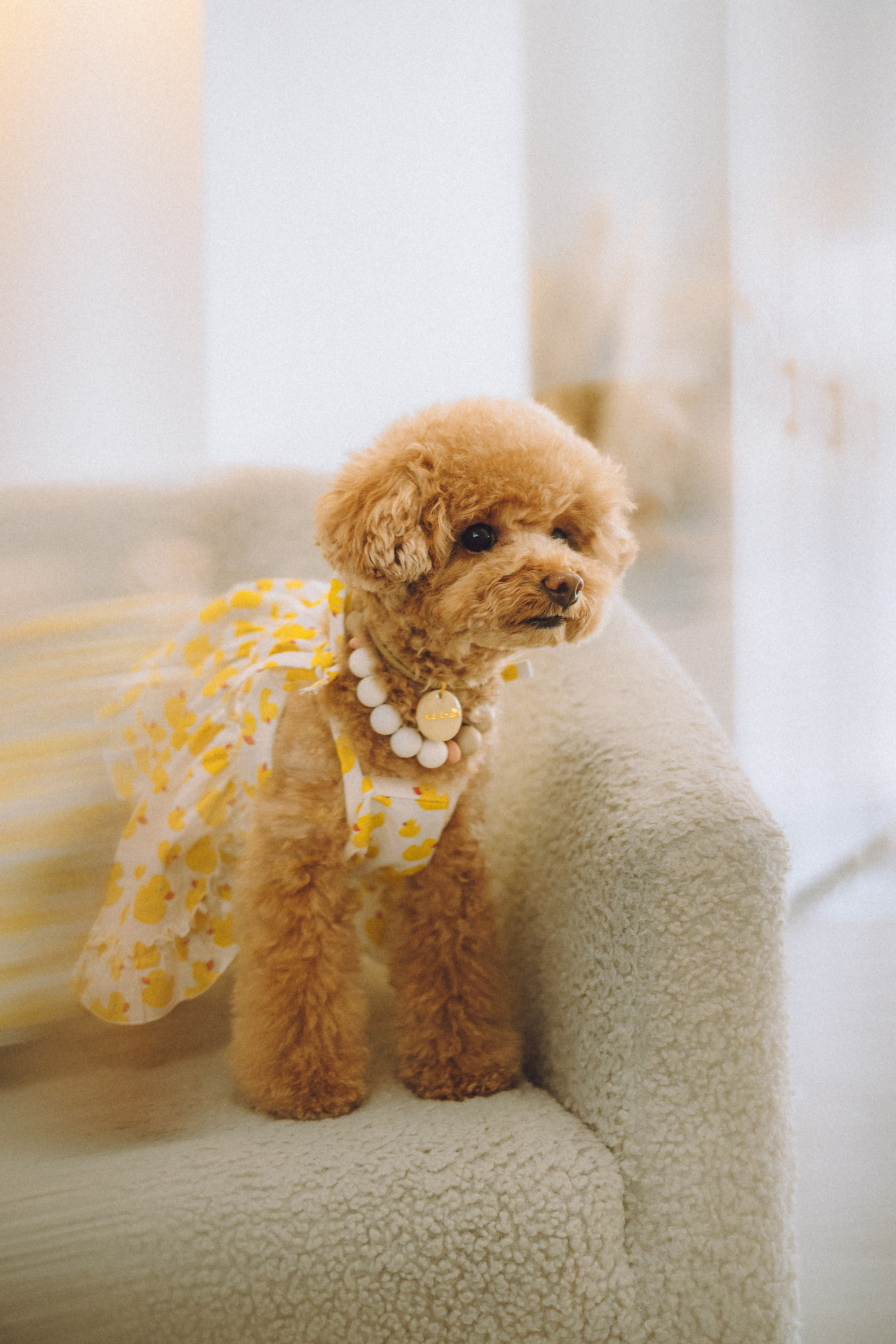 День Рождения пуделя Глаши