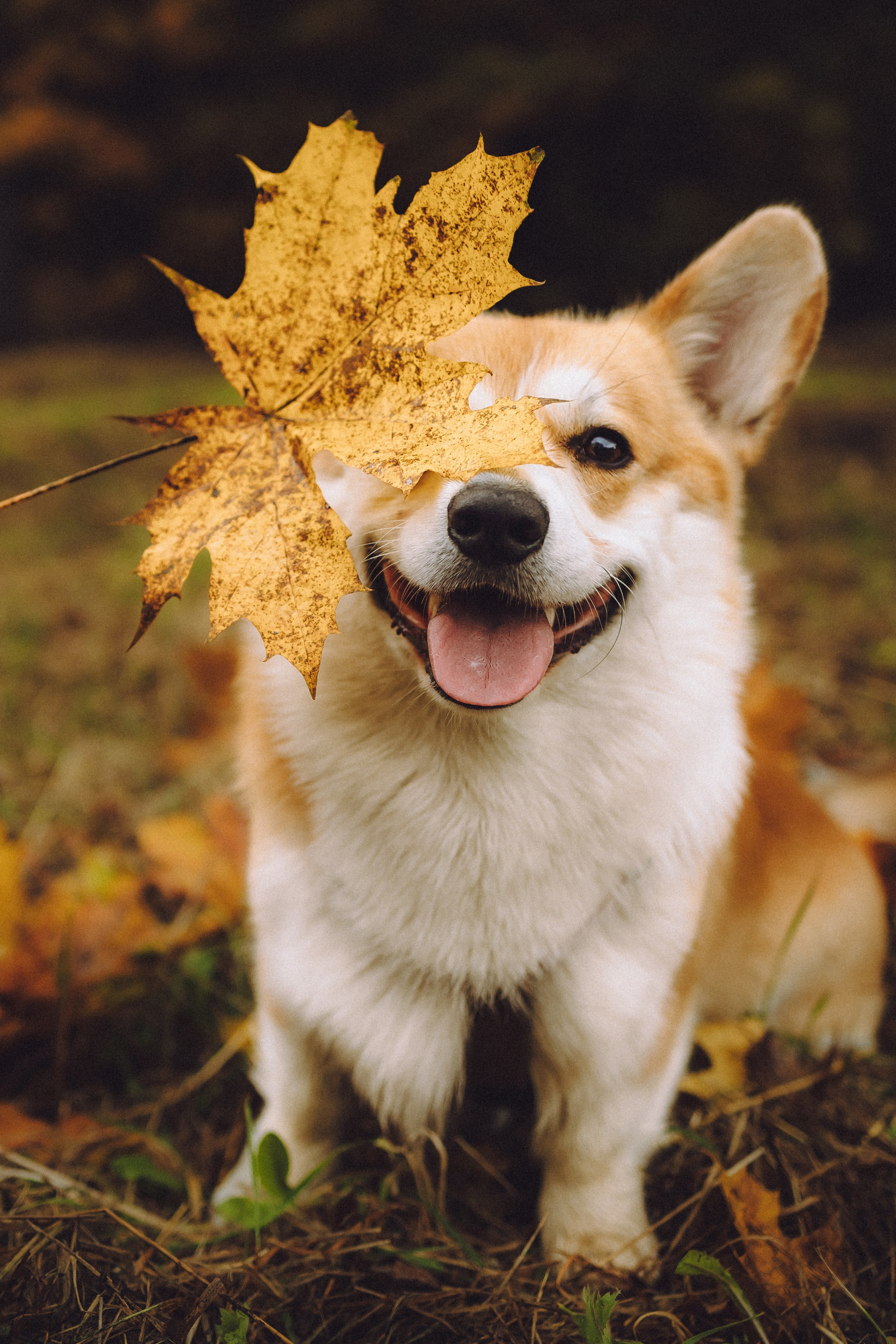 Вирджик и его семья