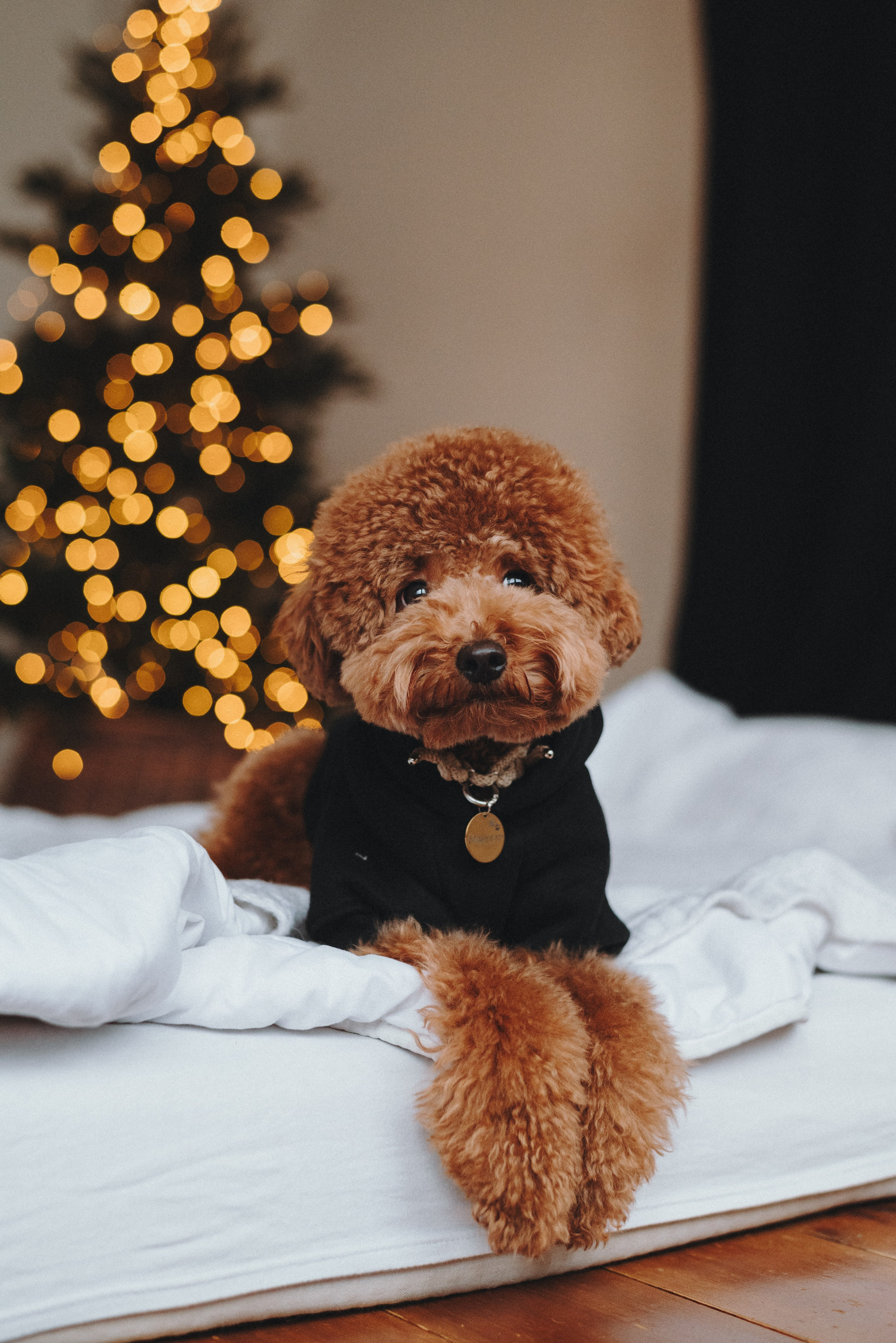 Alena & Marsel. Natalia Finch Photography — Family, Kids & Pet Photographer in Chicago, IL