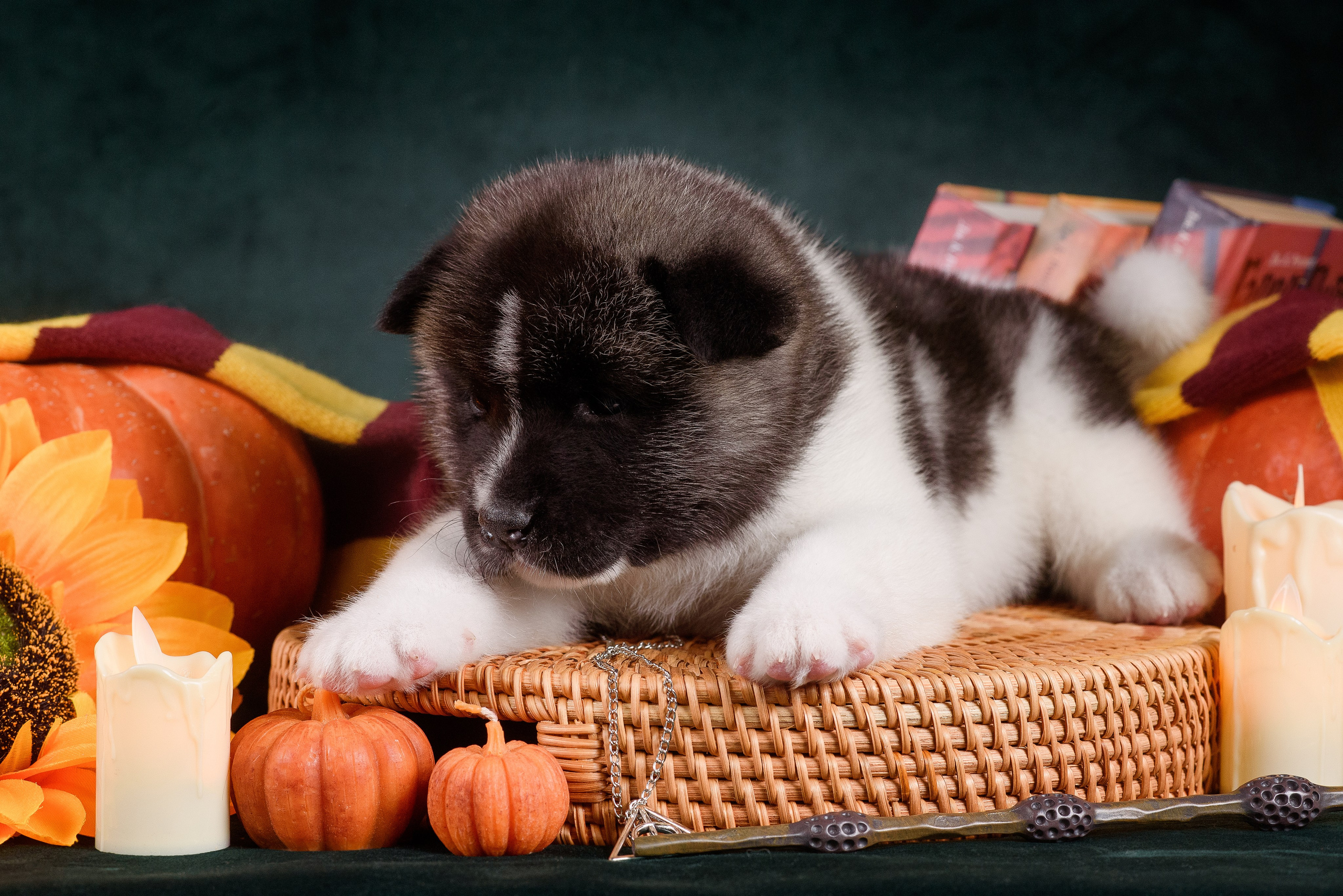 Щенки Американской Акиты — 04.11.2024. Фотограф — Анималист | Анна Абрамова