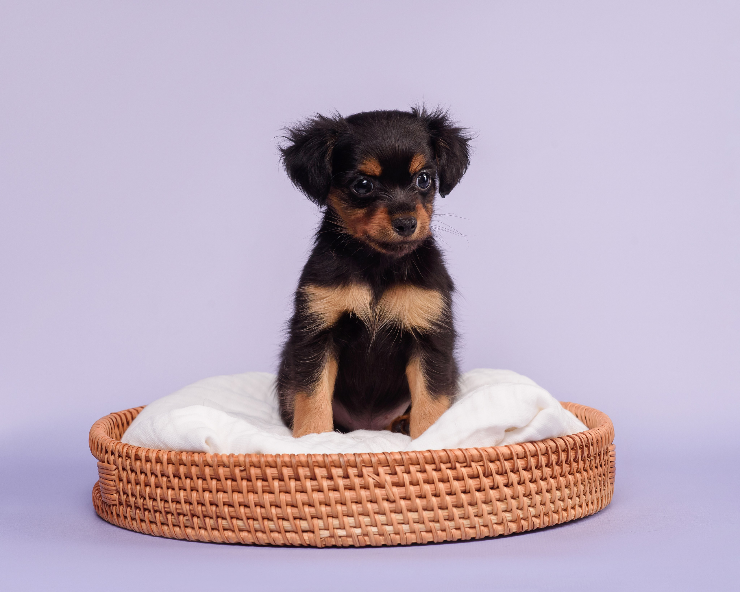 Малыши пражских крысариков — 30.07.2025. Фотограф — Анималист | Анна Абрамова