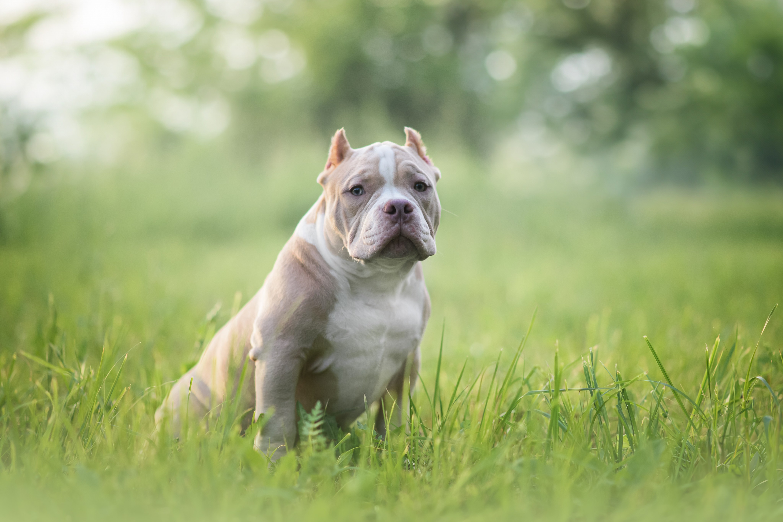 Щенки Американского Булли — 15.06.2024. Фотограф — Анималист | Анна Абрамова