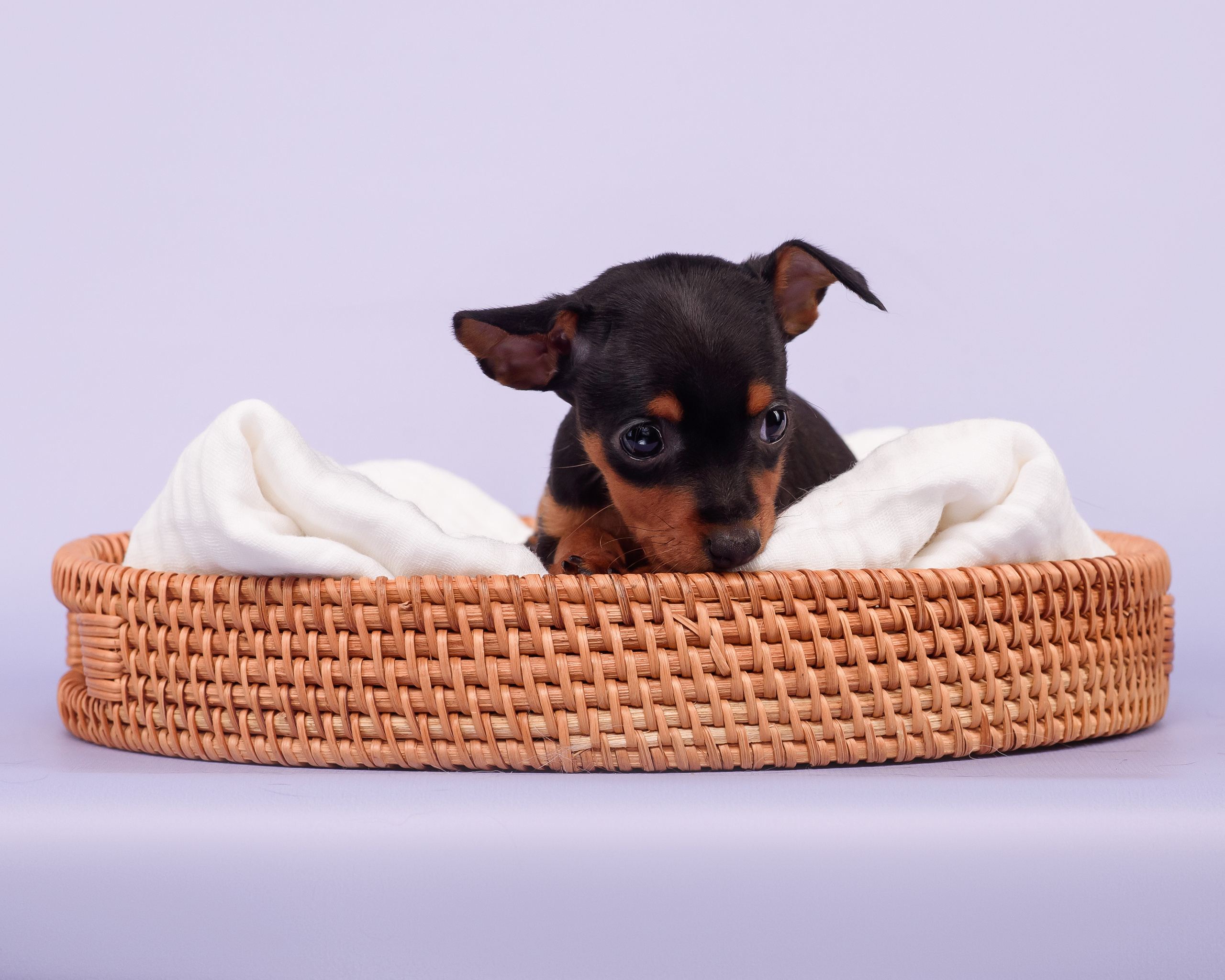 Малыши пражских крысариков — 30.07.2025. Фотограф — Анималист | Анна Абрамова