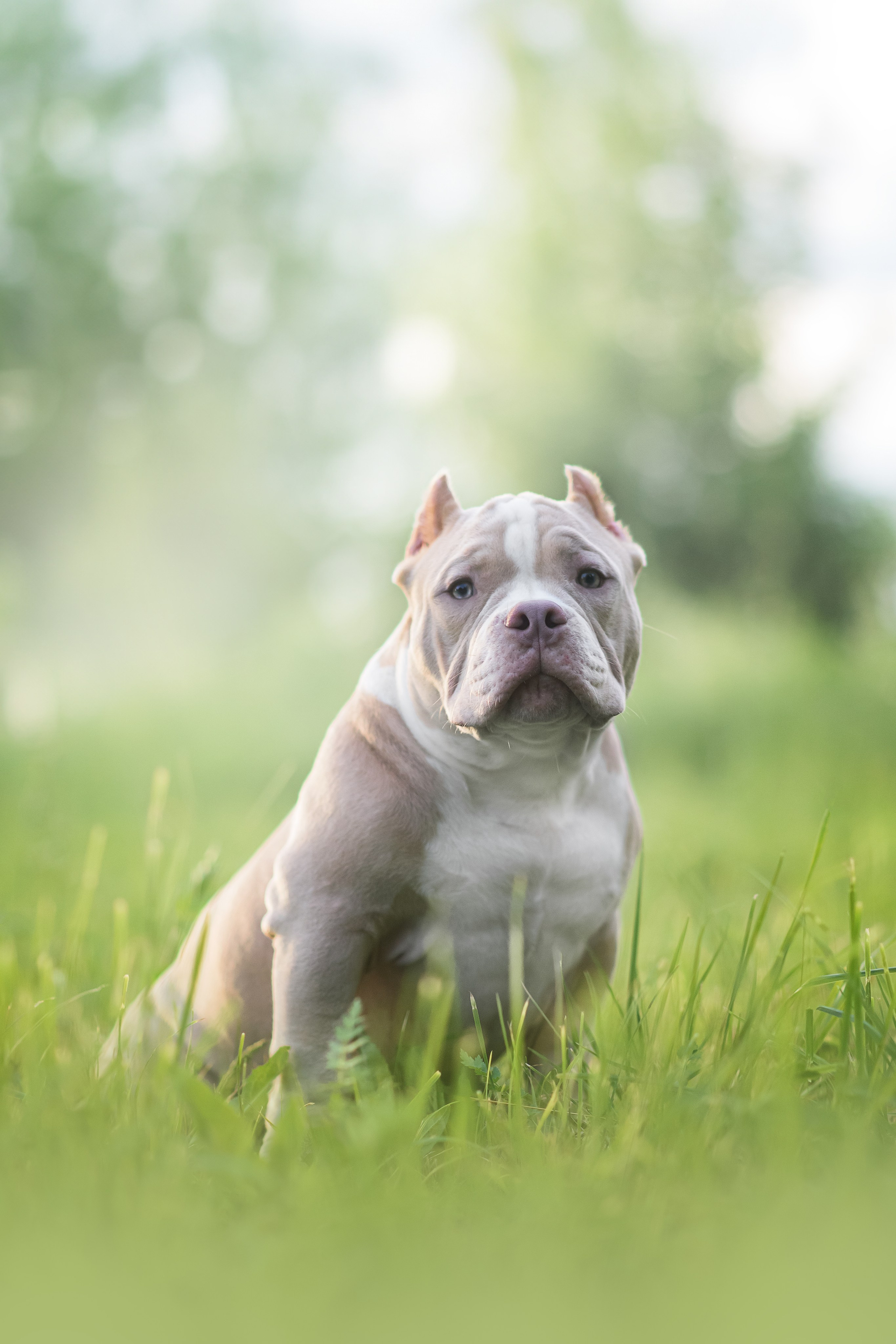 Щенки Американского Булли — 15.06.2024. Фотограф — Анималист | Анна Абрамова