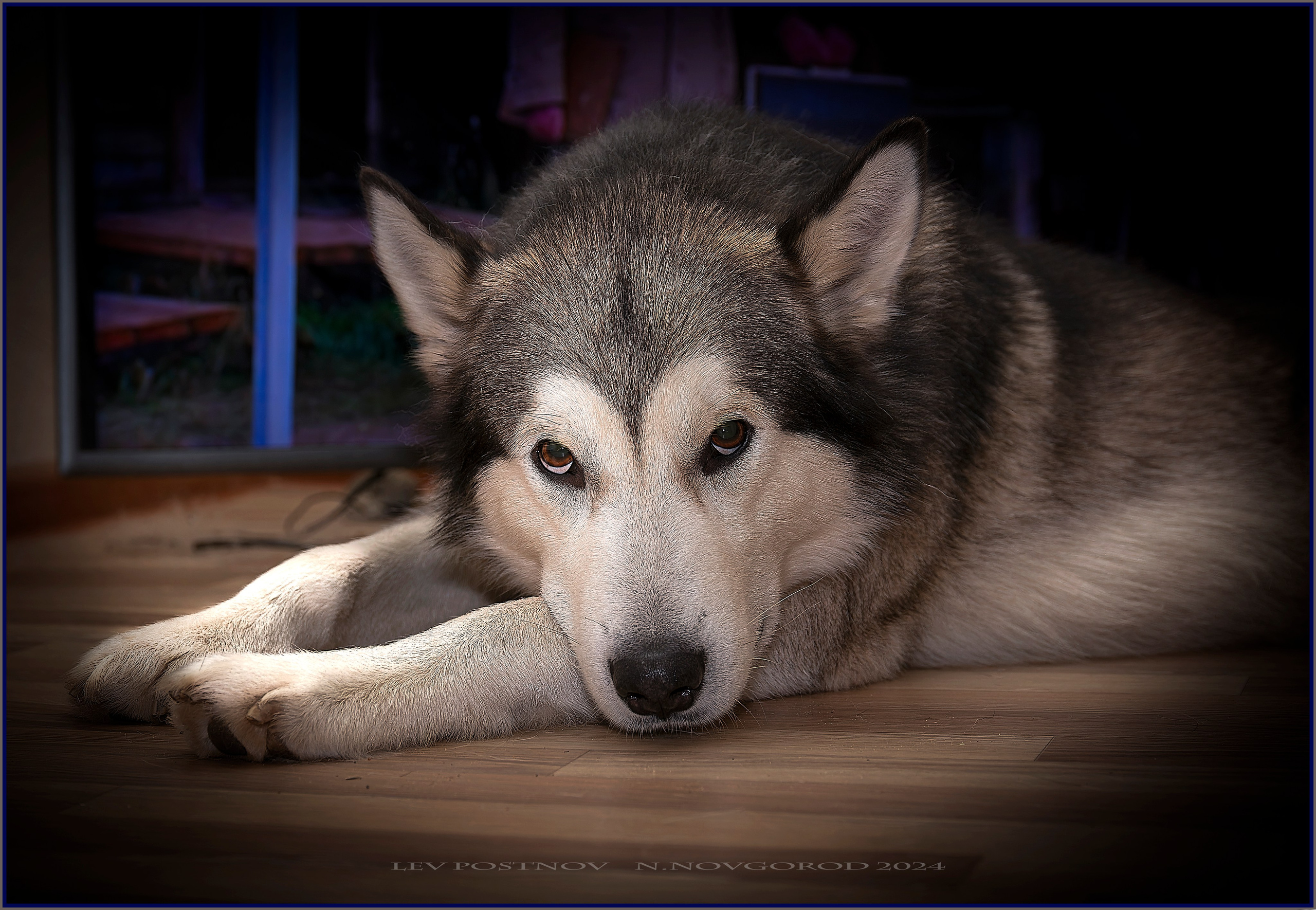 Мои маламуты.Ярик. Лев Постнов.Фотограф. Нижний Новгород