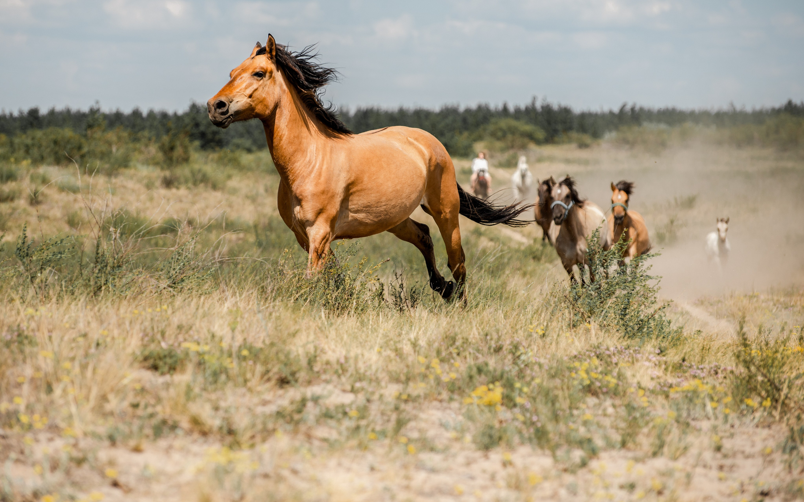 Купала в Родославном. Конный фотограф в Саратове Юлия Иванова