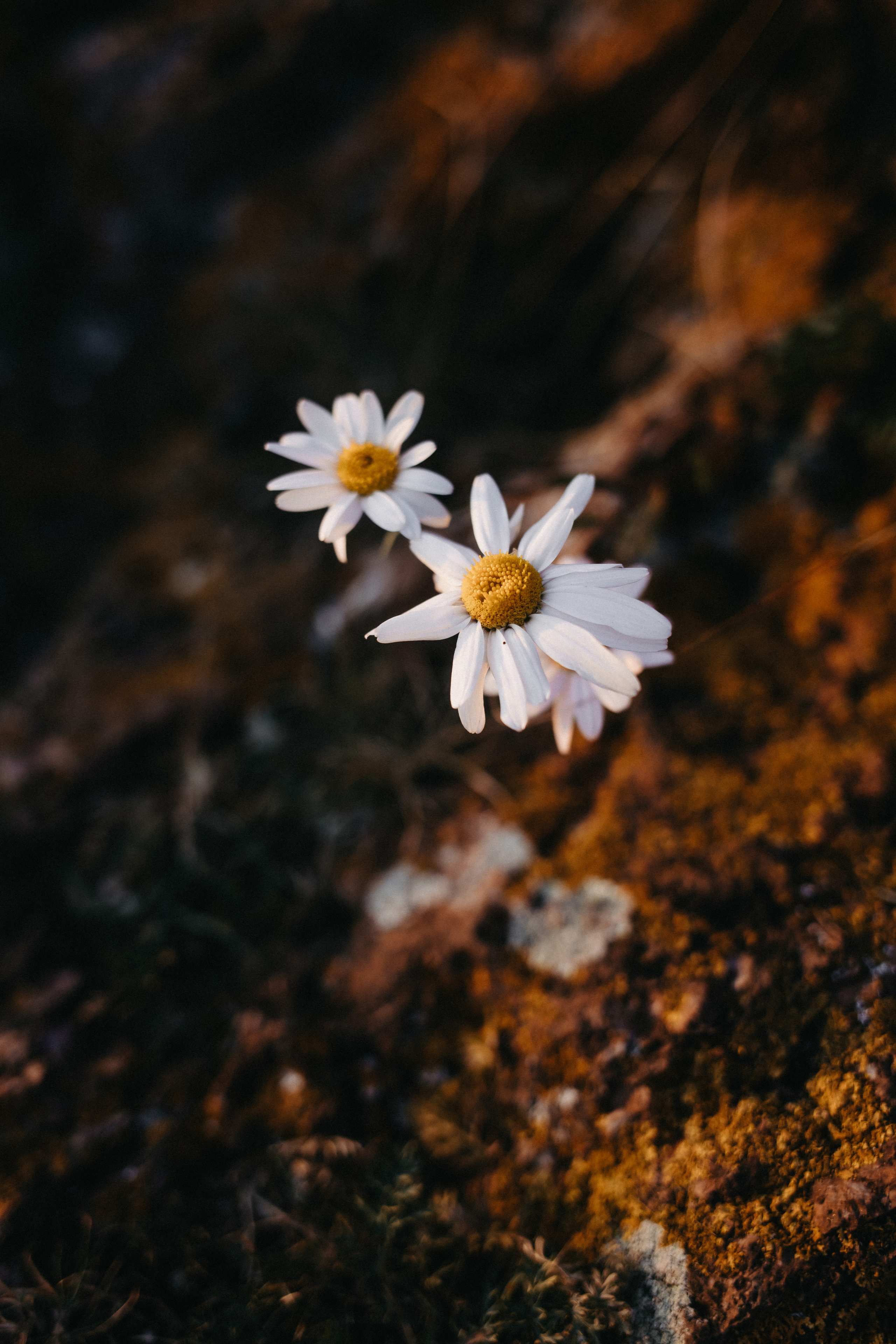 Ирина и Александр. Свадебный и Семейный фотограф по всему миру Анна Фёдорова