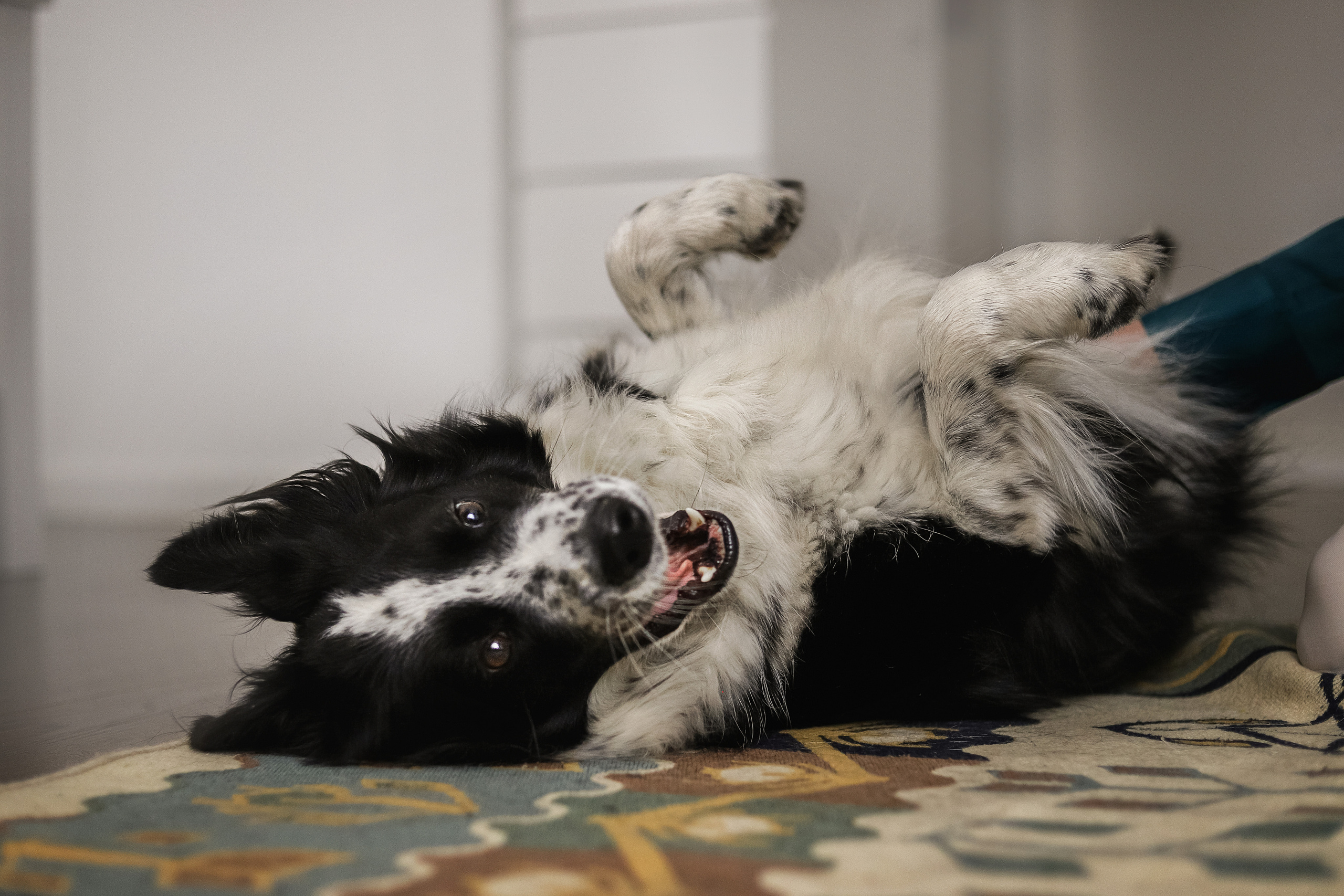 Даша и Катцу. Фотограф — Анималист | Санкт-Петербург