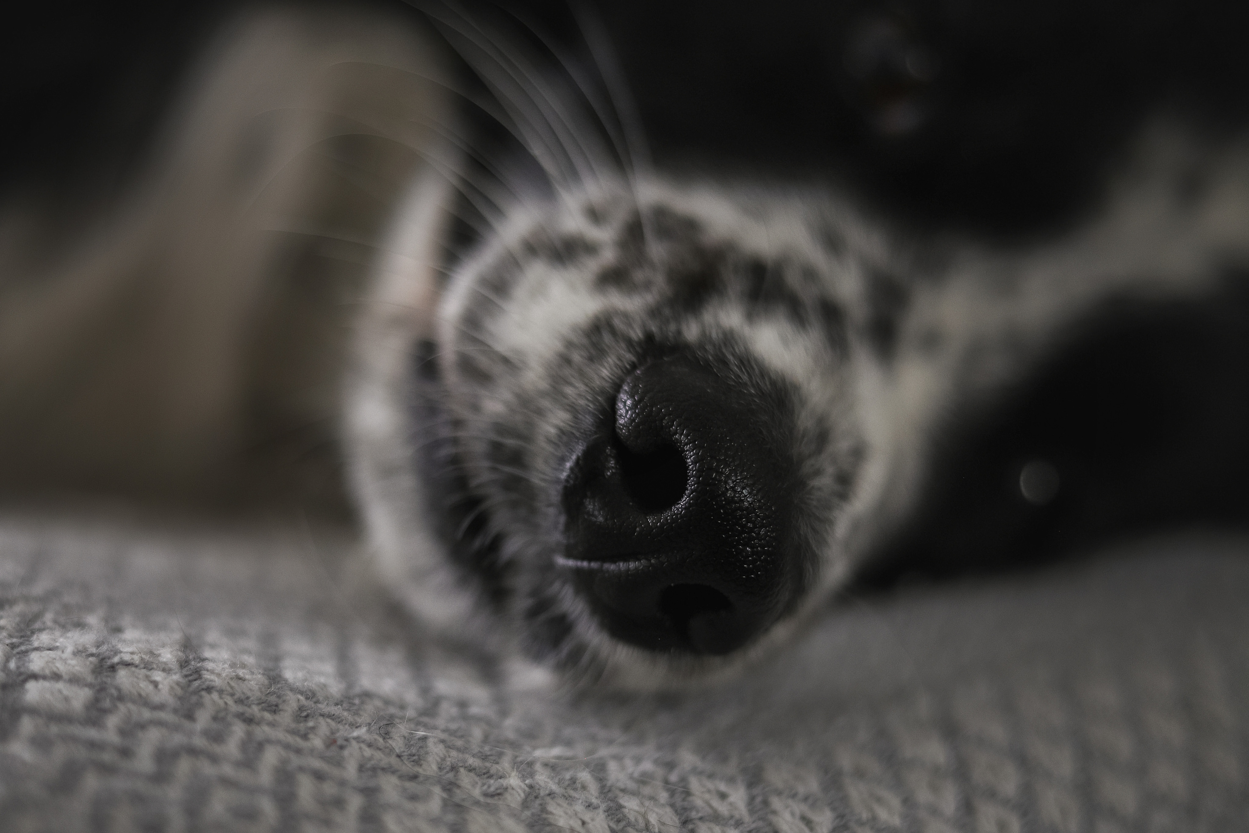 Даша и Катцу. Фотограф — Анималист | Санкт-Петербург