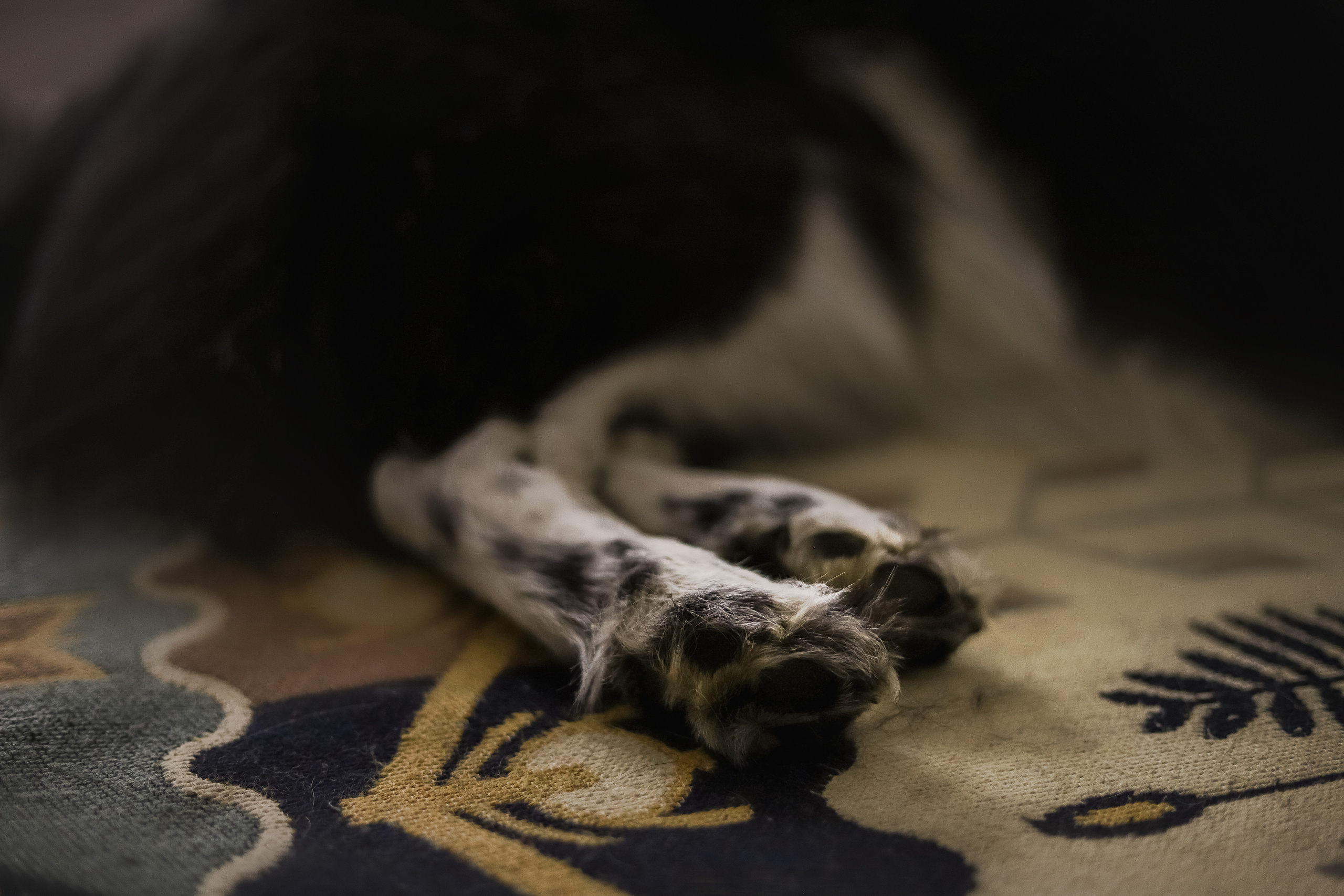 Даша и Катцу. Фотограф — Анималист | Санкт-Петербург