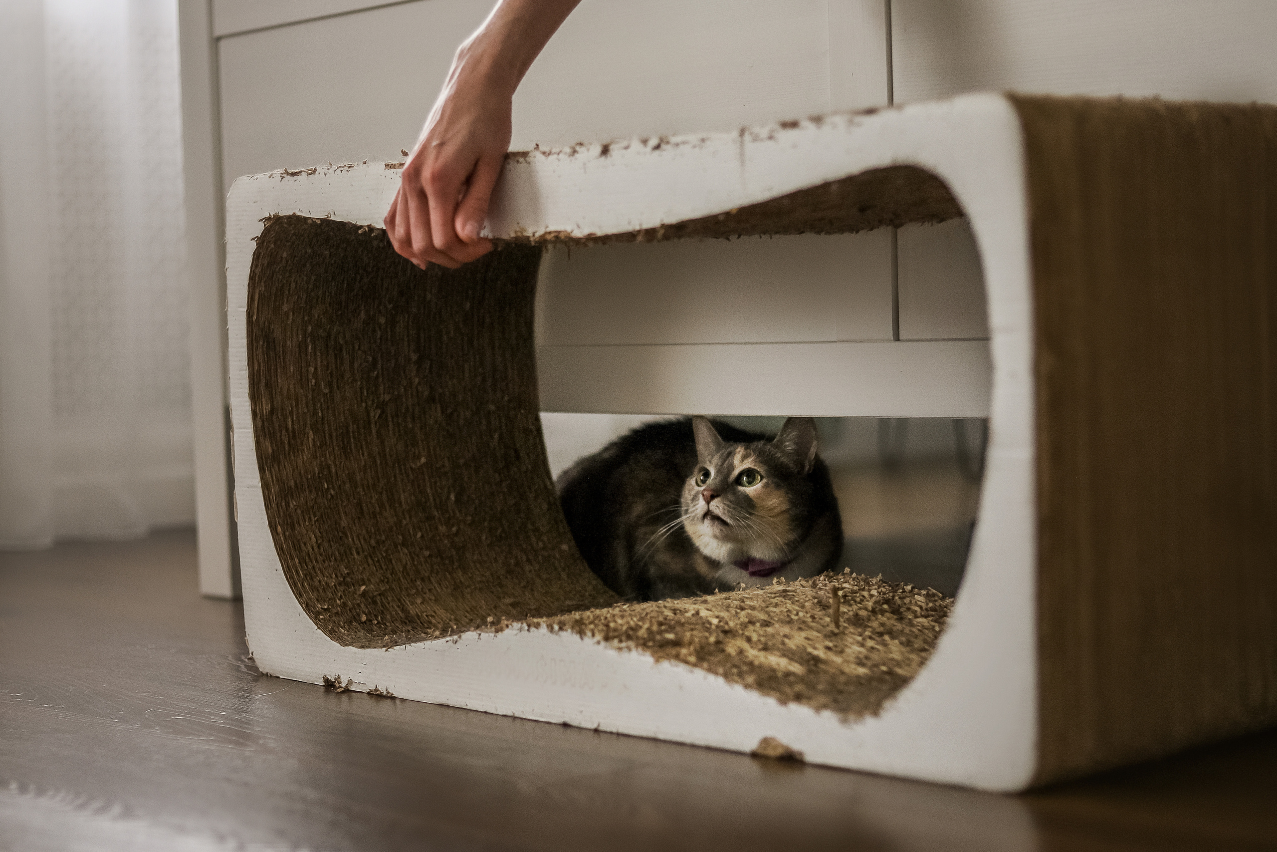 Даша и Катцу. Фотограф — Анималист | Санкт-Петербург