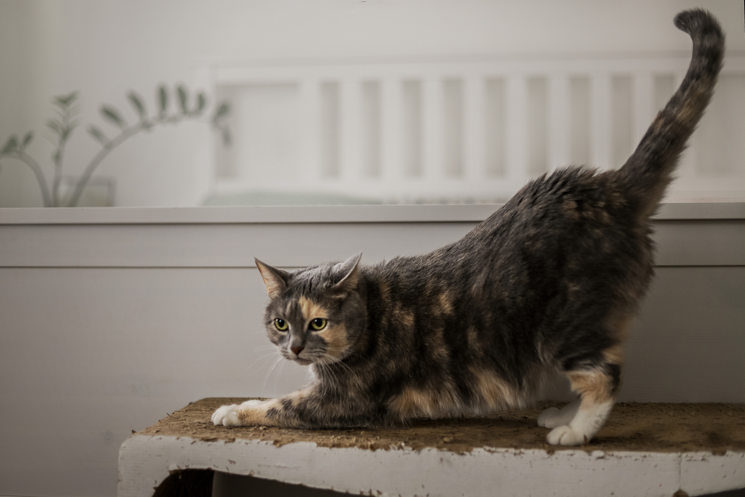 Даша и Катцу. Фотограф — Анималист | Санкт-Петербург