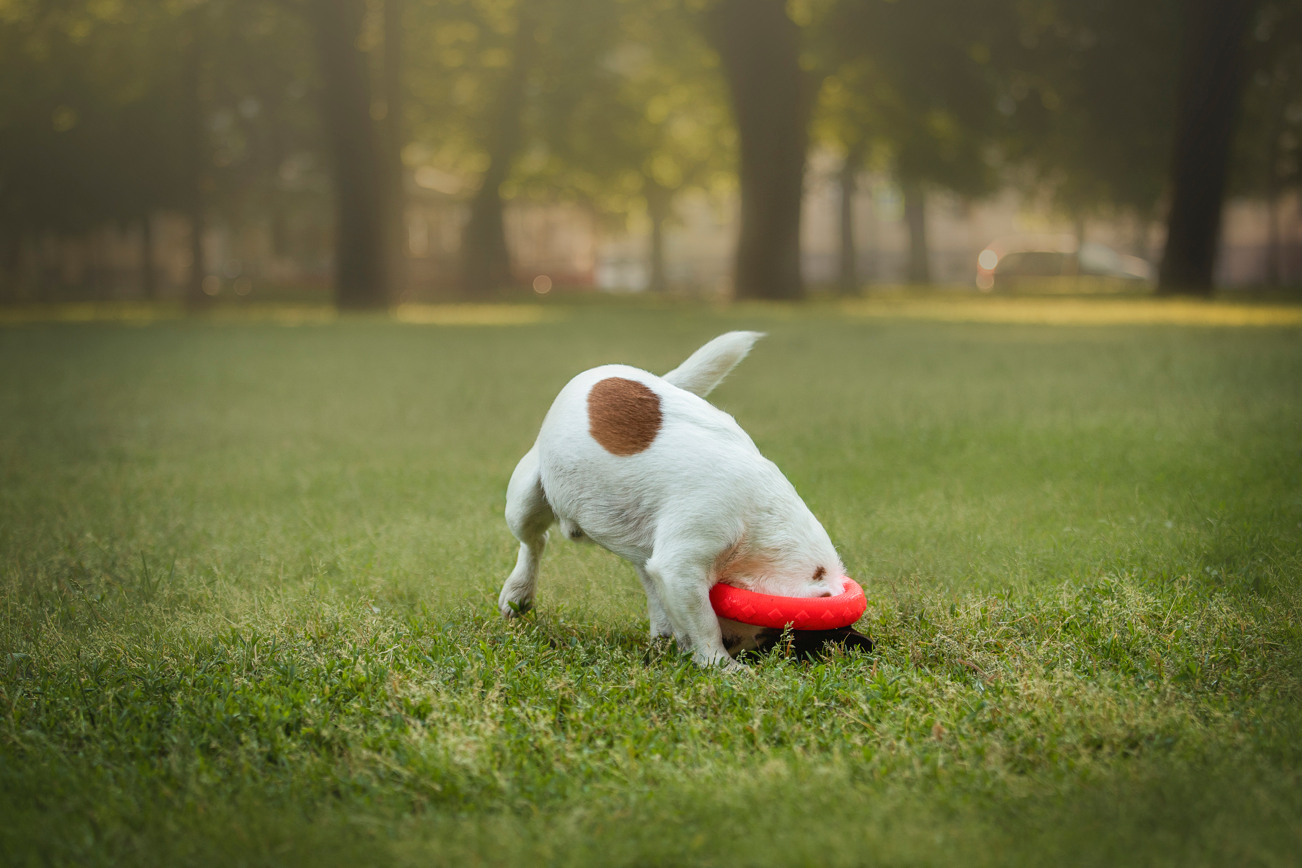 Виктория и Майти. Фотограф — Анималист | Санкт-Петербург