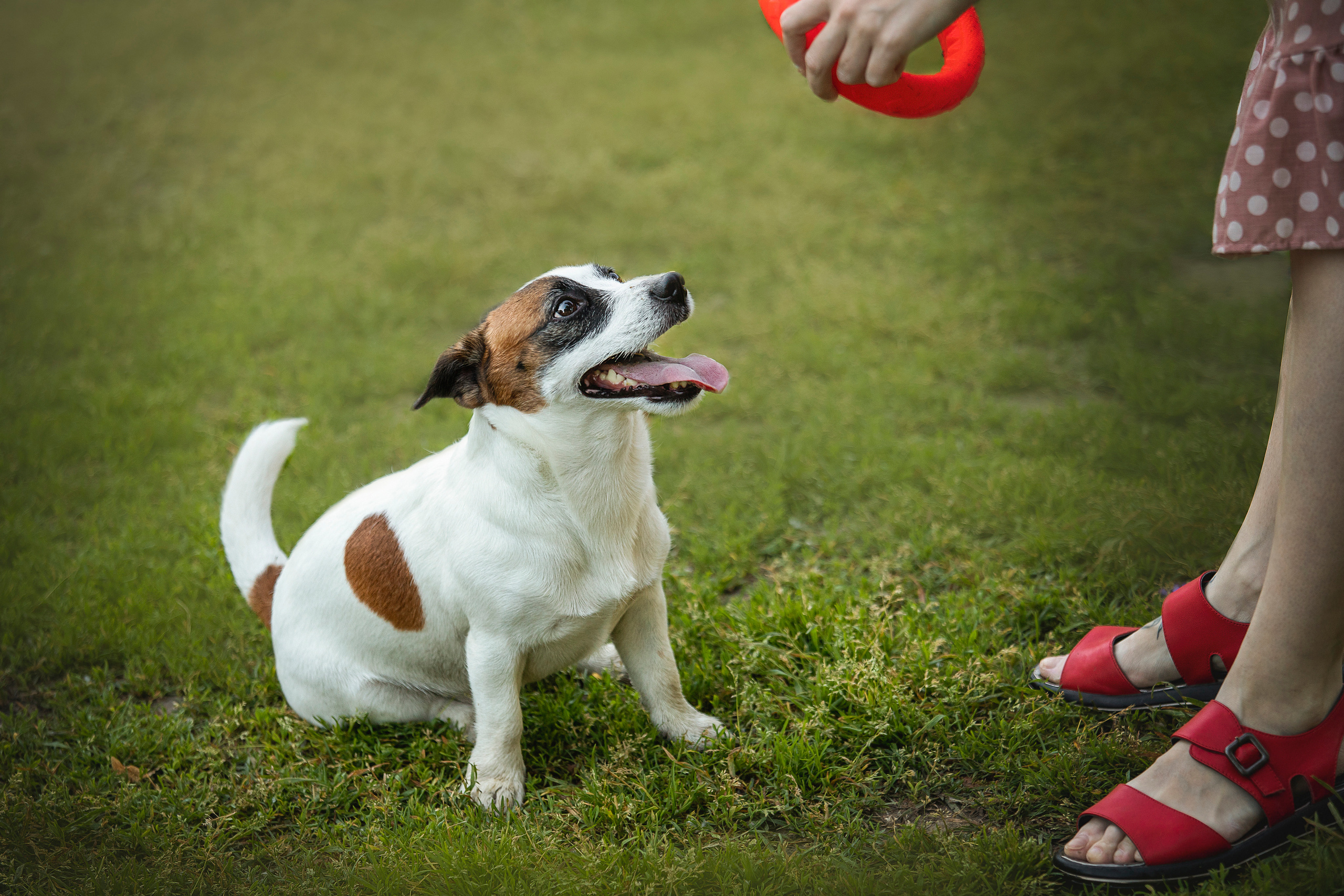 Виктория и Майти. Фотограф — Анималист | Санкт-Петербург