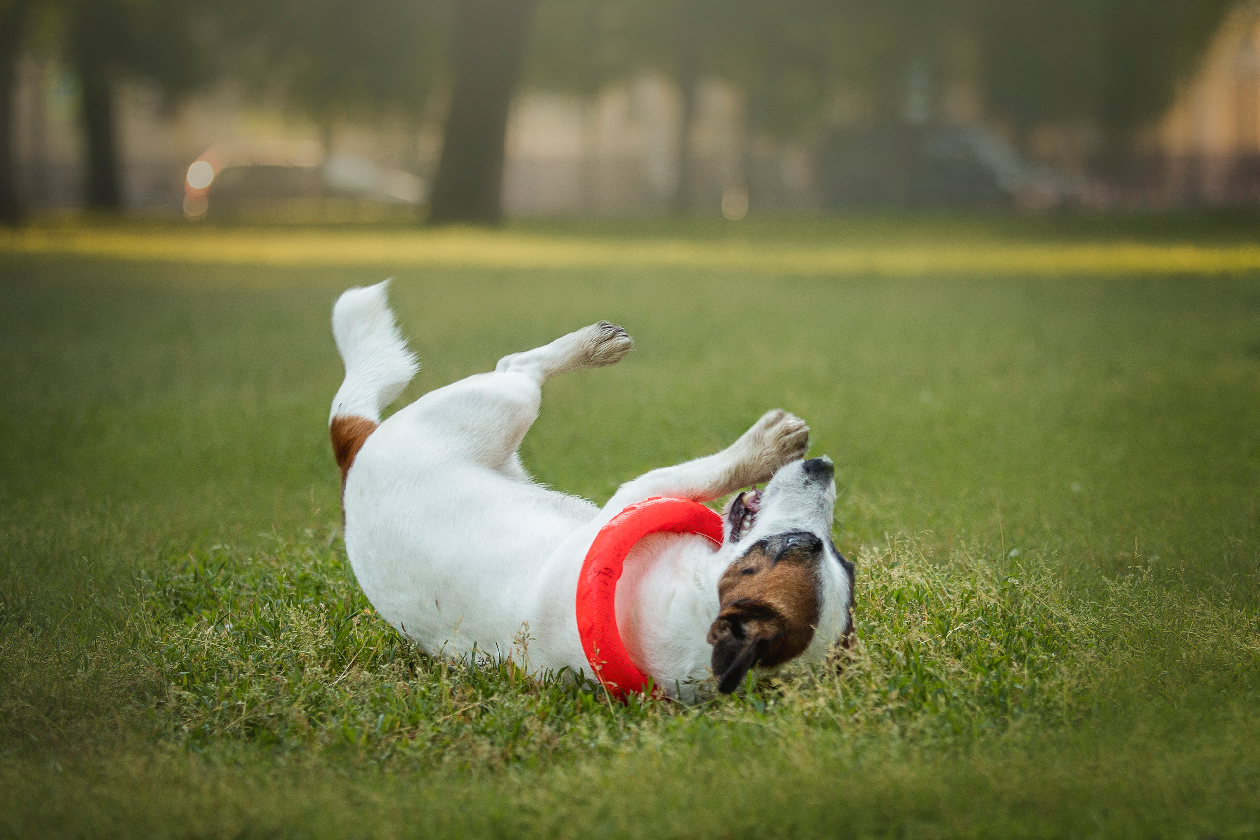 Виктория и Майти. Фотограф — Анималист | Санкт-Петербург