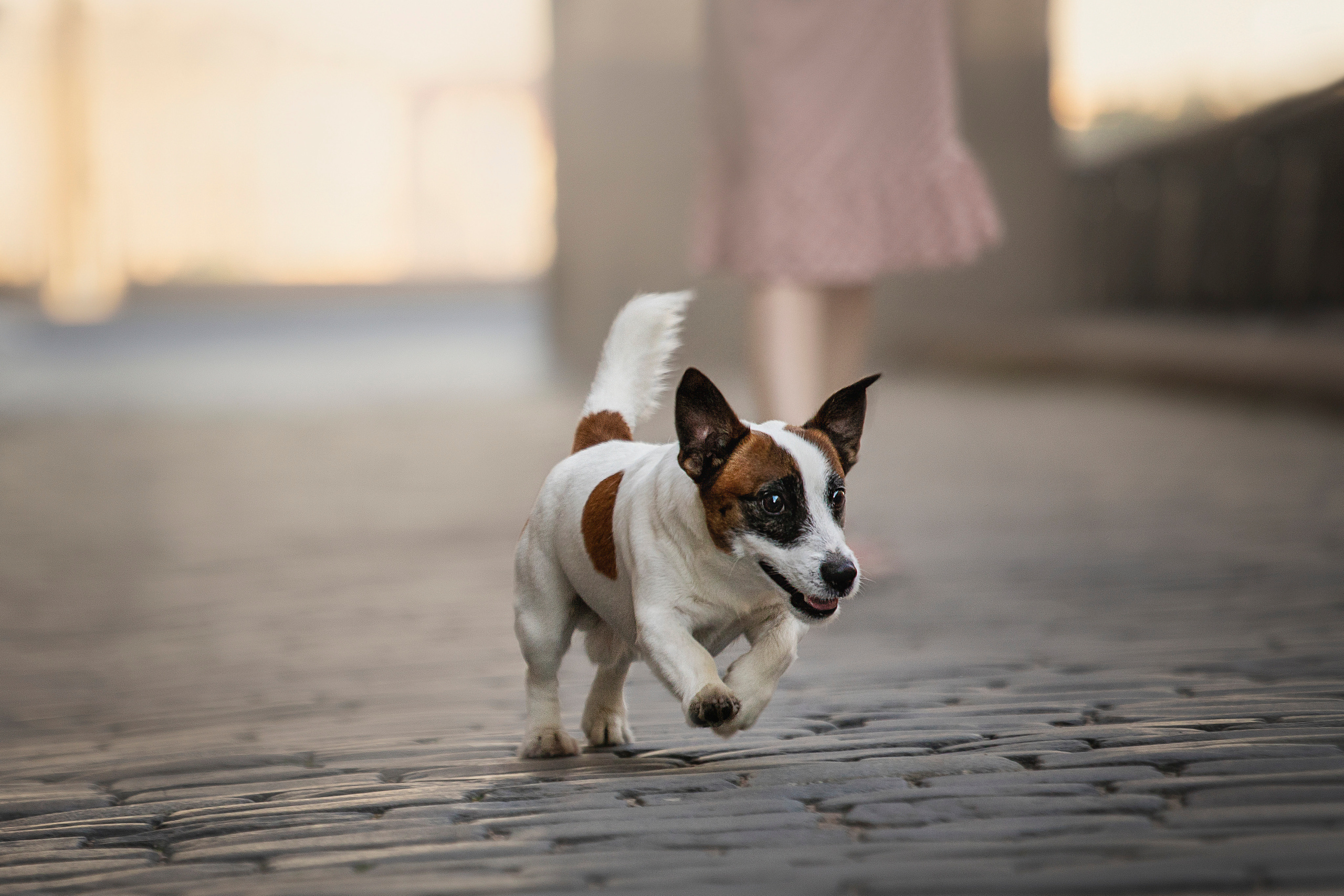 Виктория и Майти. Фотограф — Анималист | Санкт-Петербург