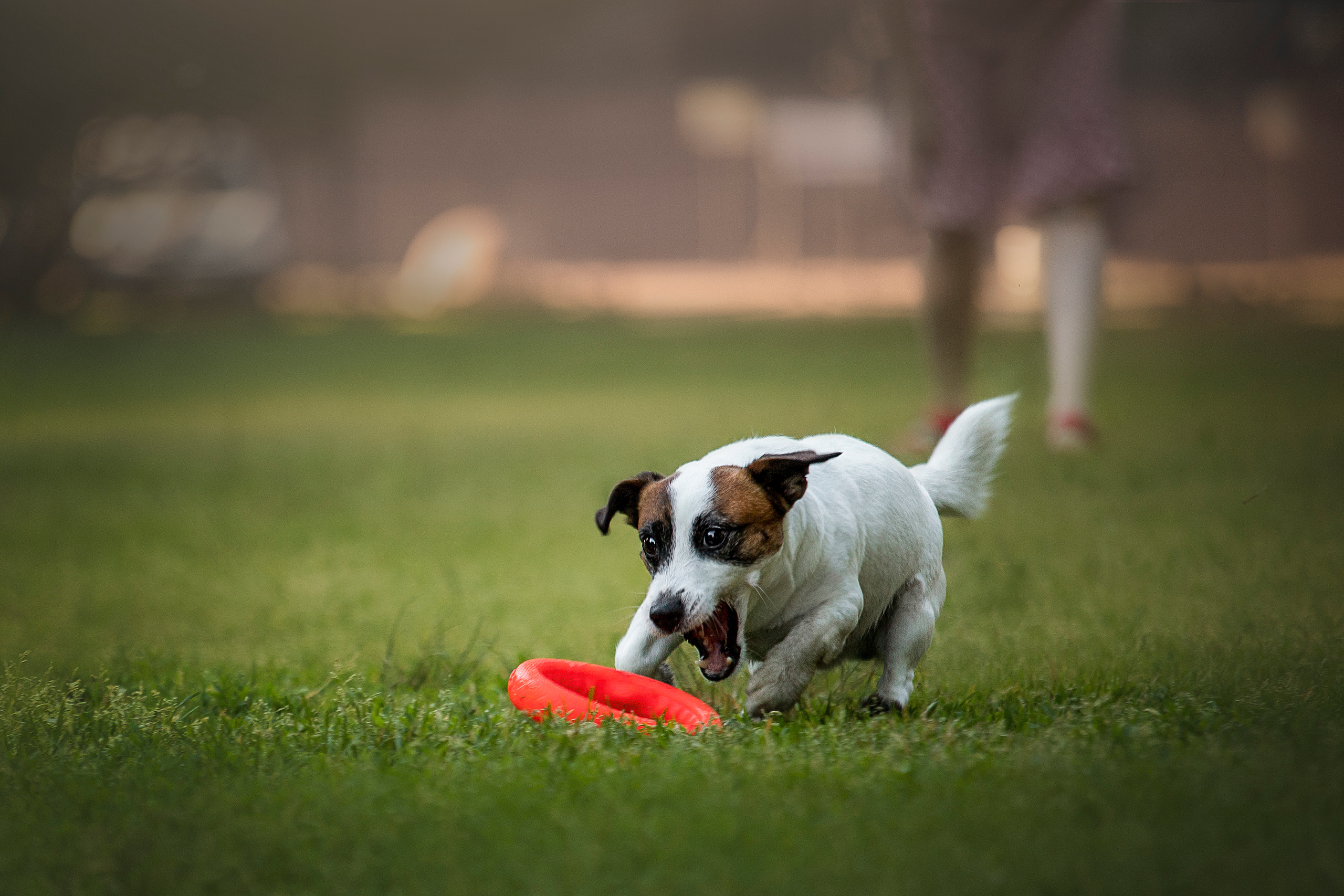 Виктория и Майти. Фотограф — Анималист | Санкт-Петербург