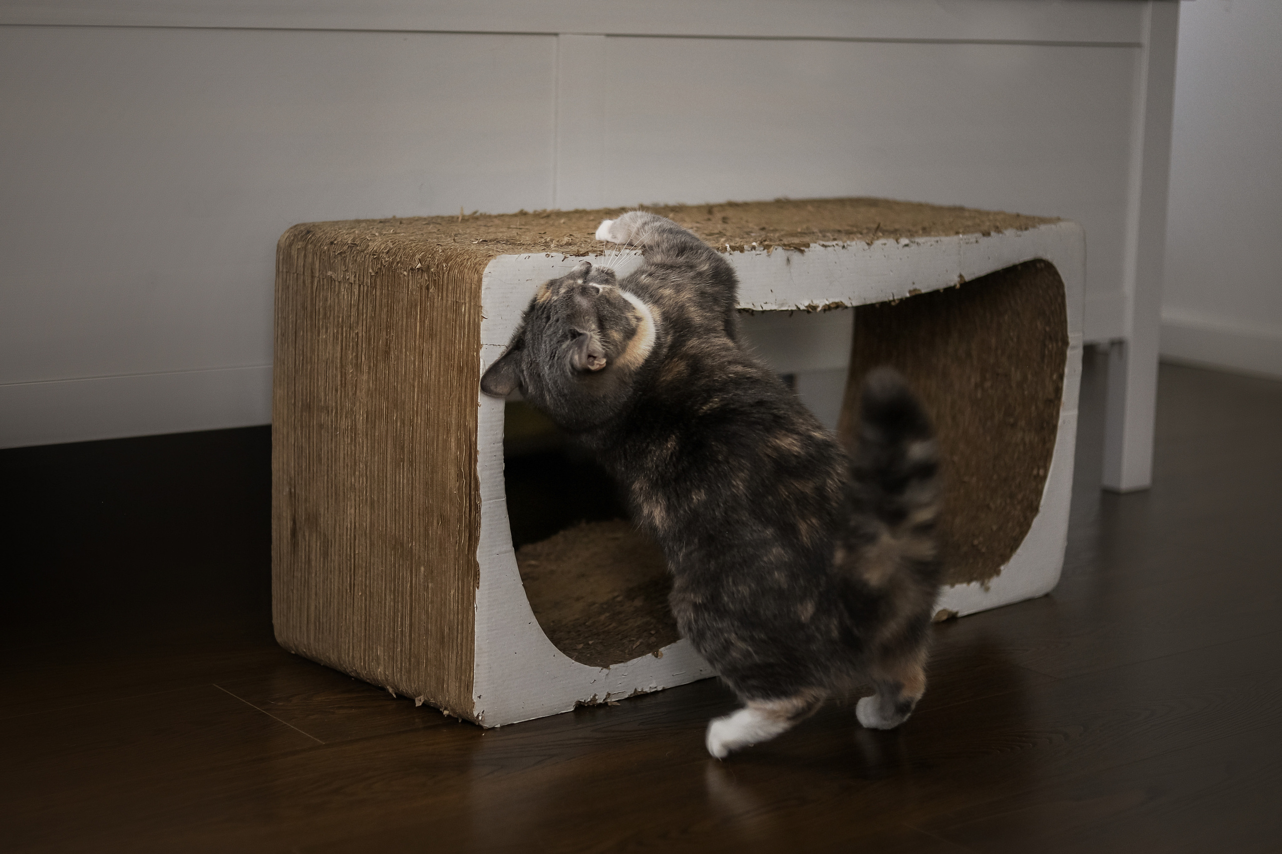 Даша и Катцу. Фотограф — Анималист | Санкт-Петербург