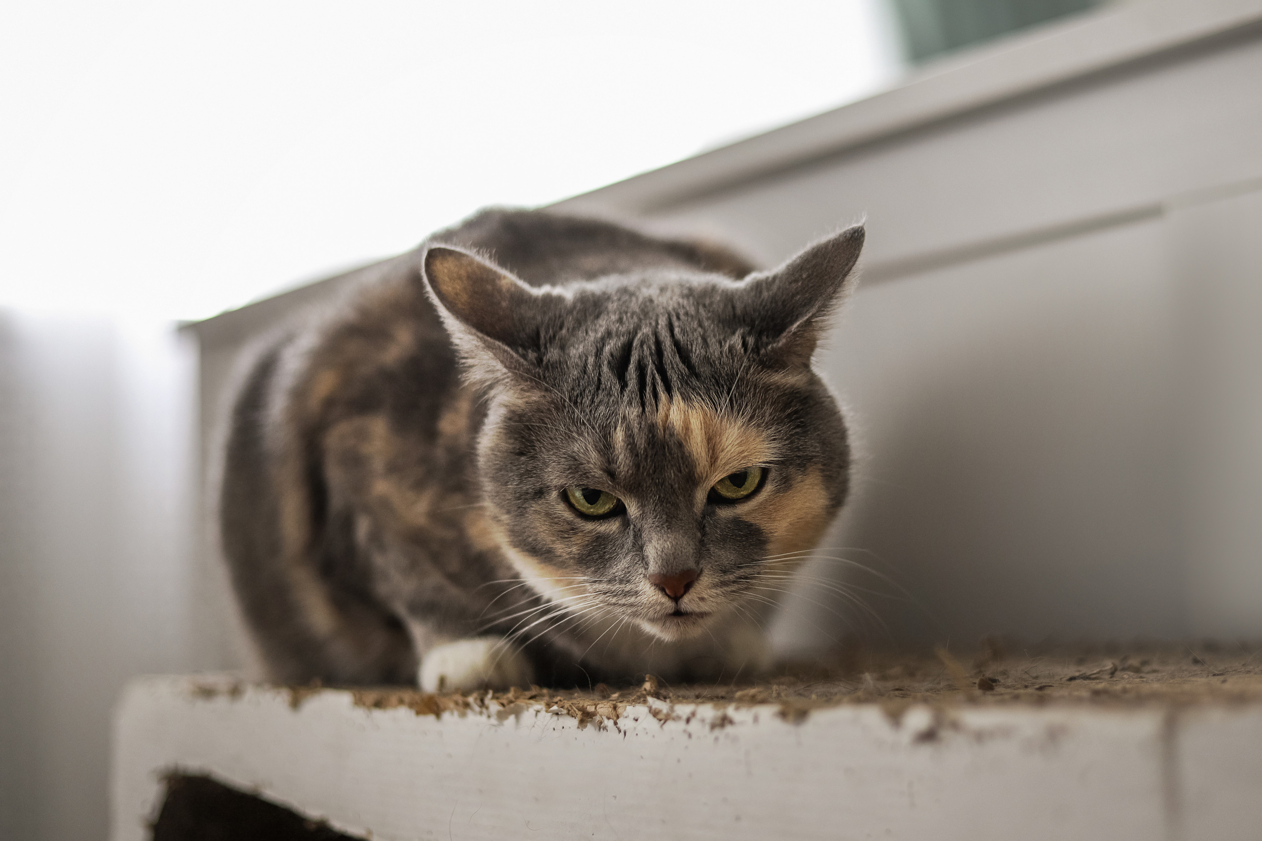 Даша и Катцу. Фотограф — Анималист | Санкт-Петербург