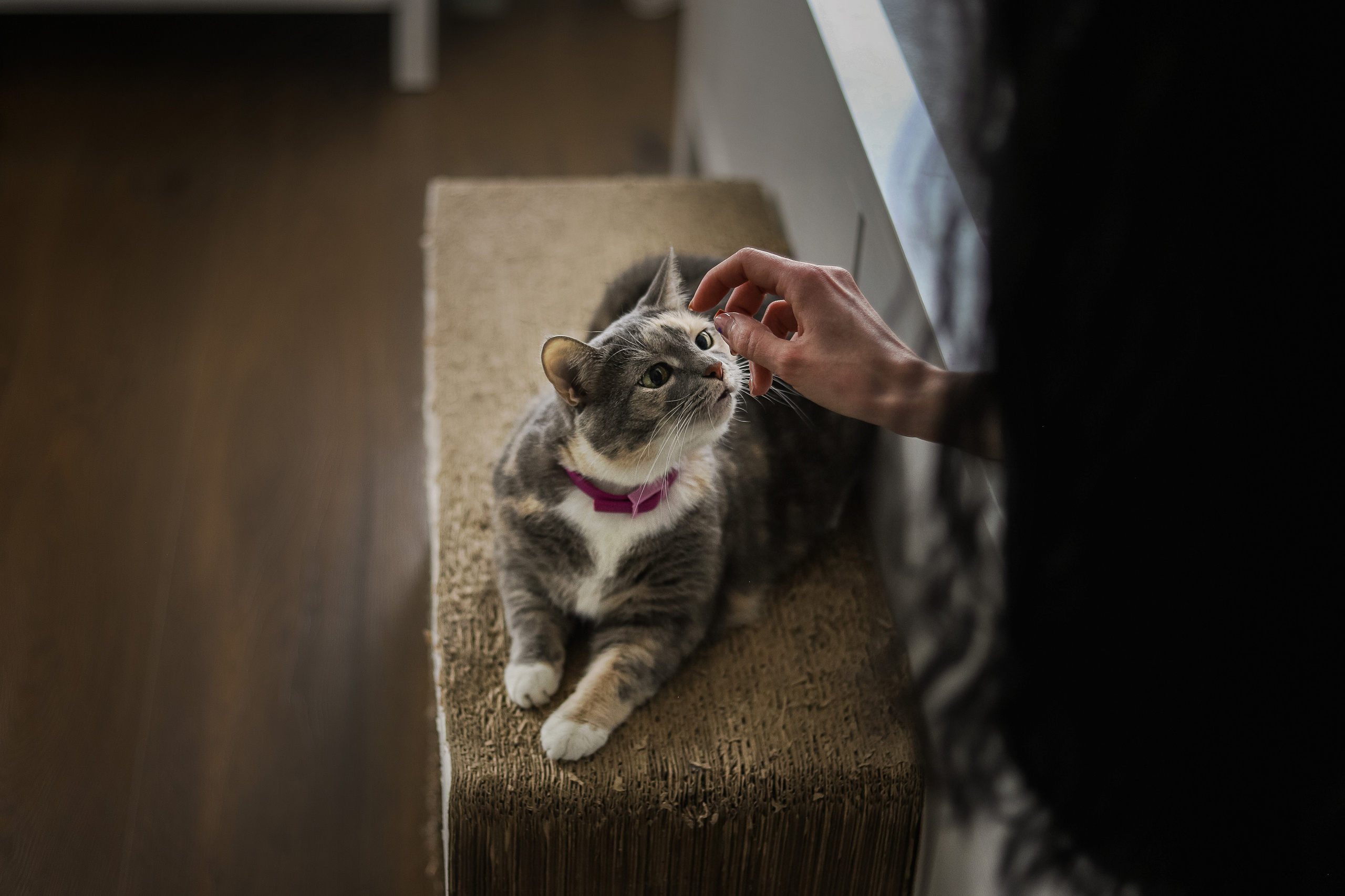 Даша и Катцу. Фотограф — Анималист | Санкт-Петербург