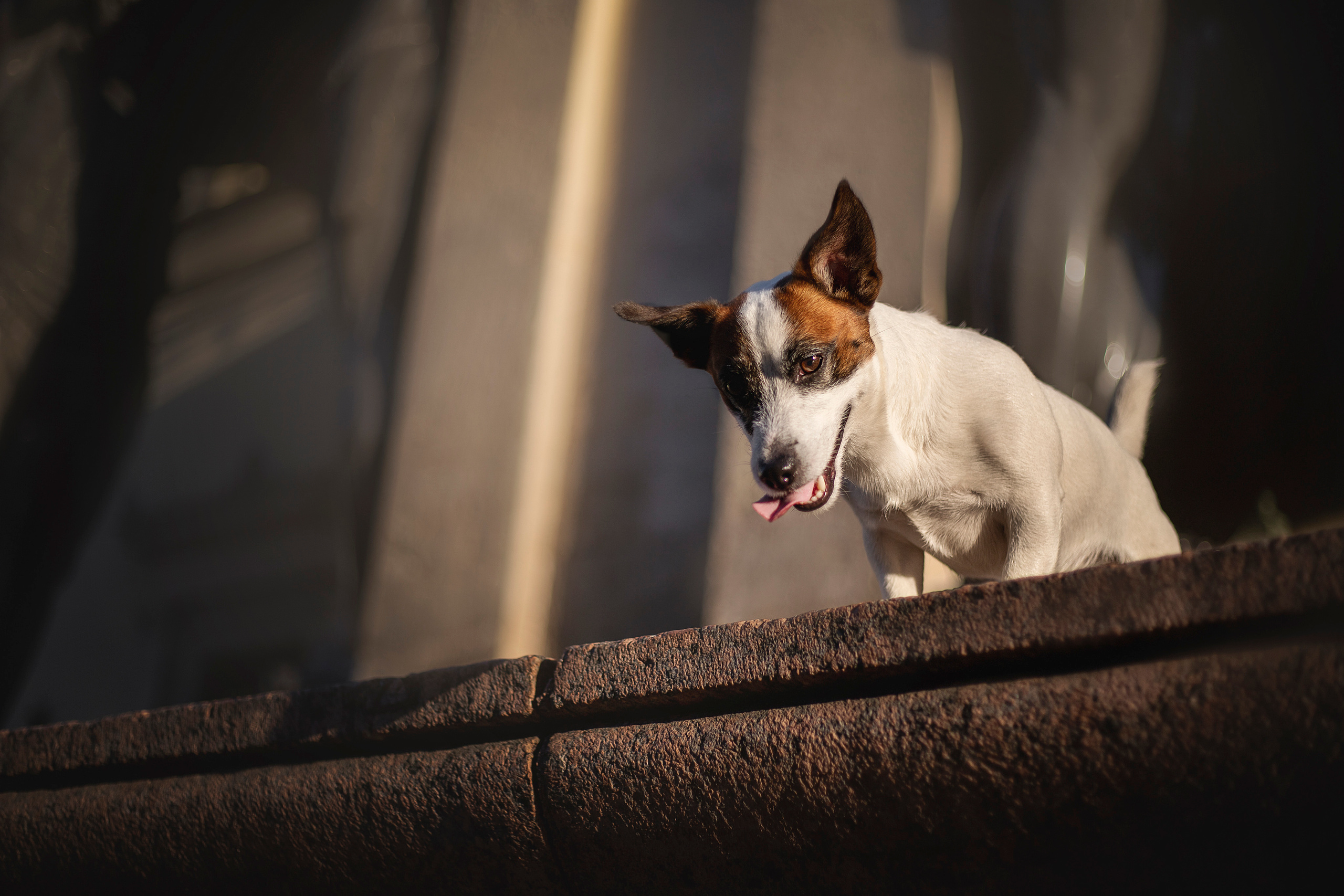 Виктория и Майти. Фотограф — Анималист | Санкт-Петербург