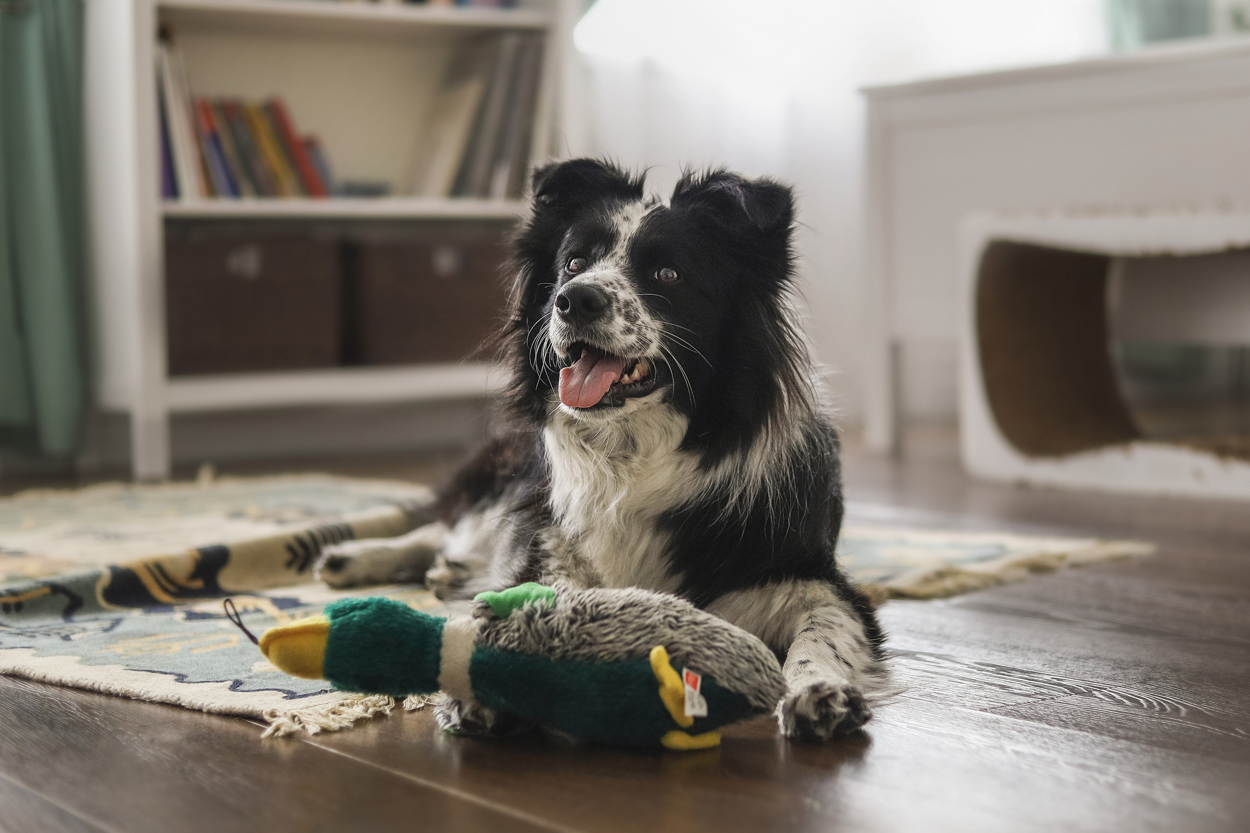 Даша и Катцу. Фотограф — Анималист | Санкт-Петербург