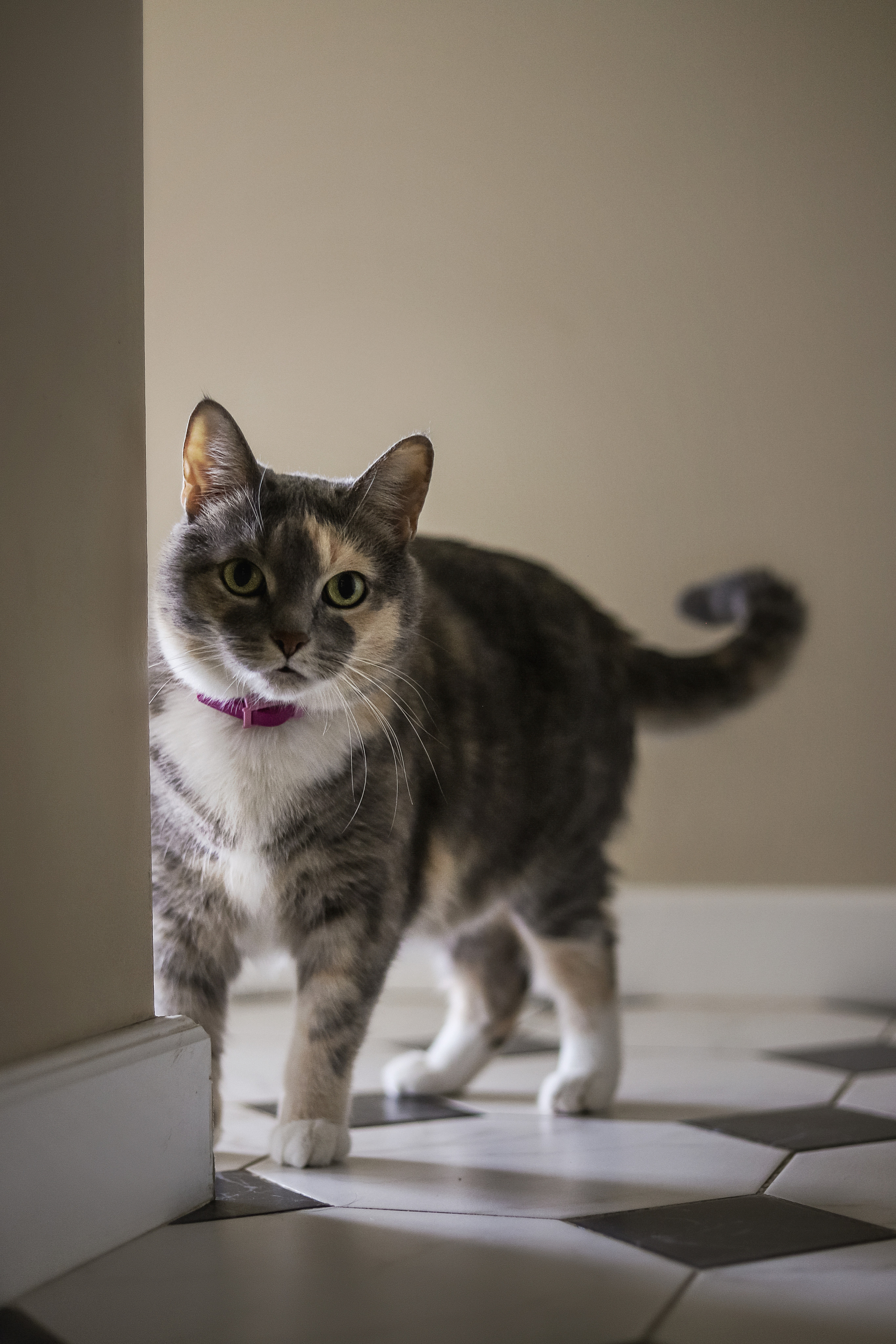 Даша и Катцу. Фотограф — Анималист | Санкт-Петербург