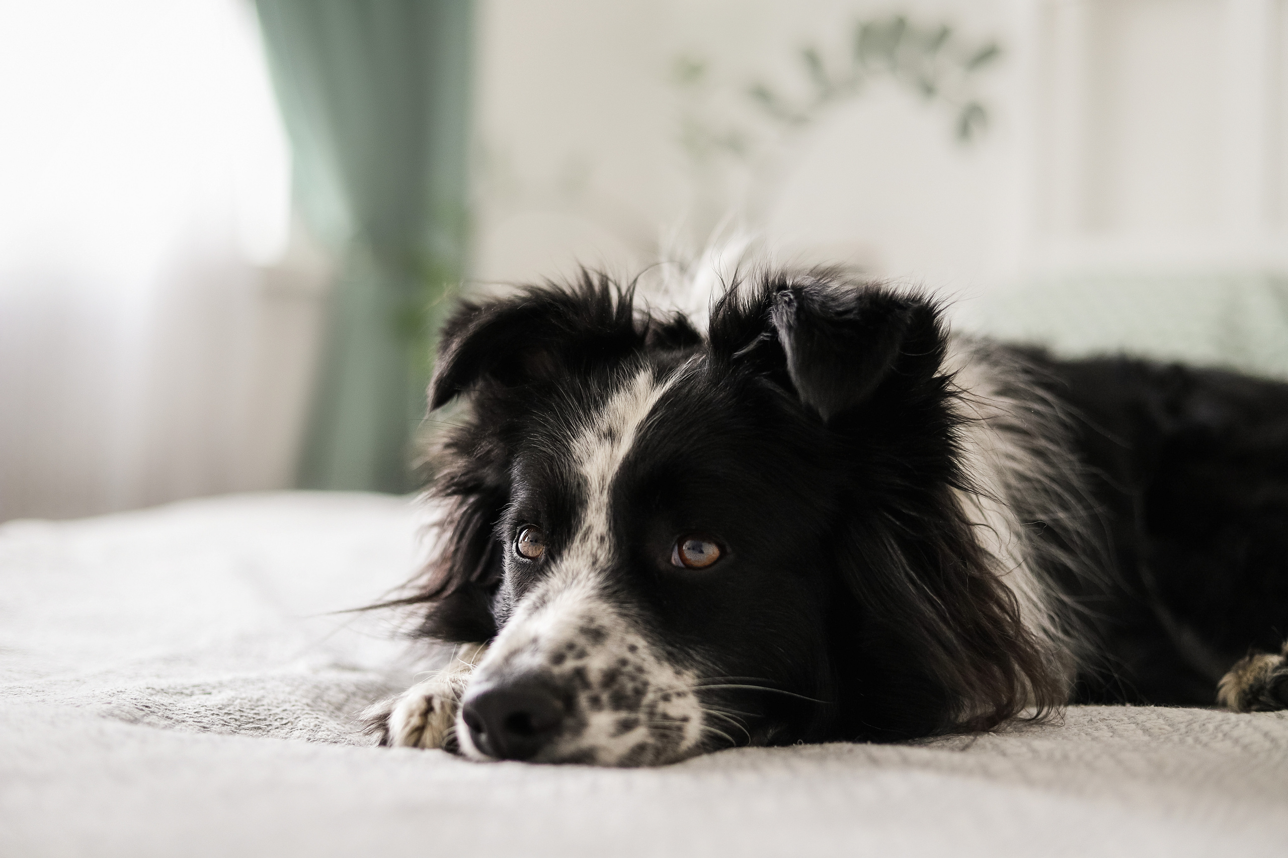 Даша и Катцу. Фотограф — Анималист | Санкт-Петербург