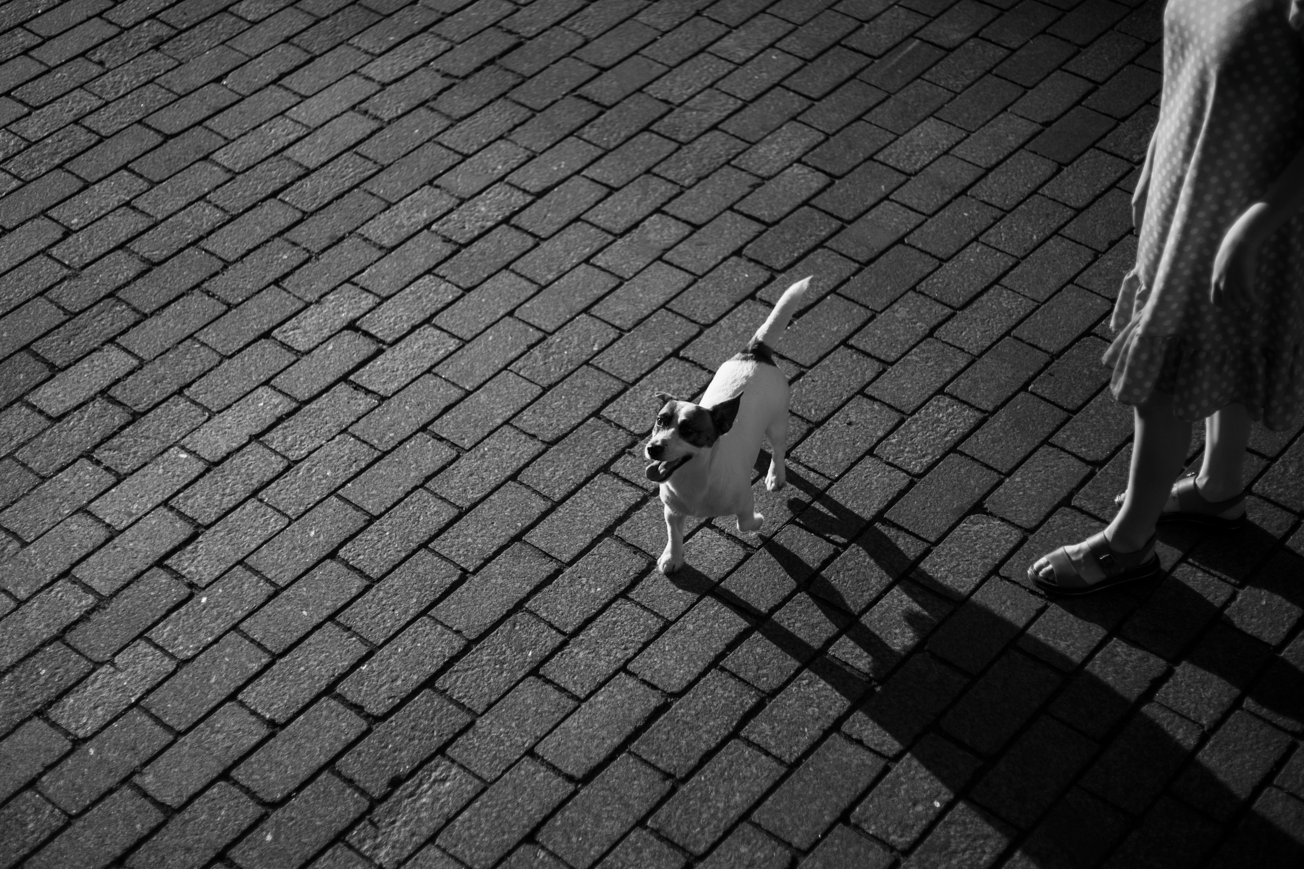 Виктория и Майти. Фотограф — Анималист | Санкт-Петербург