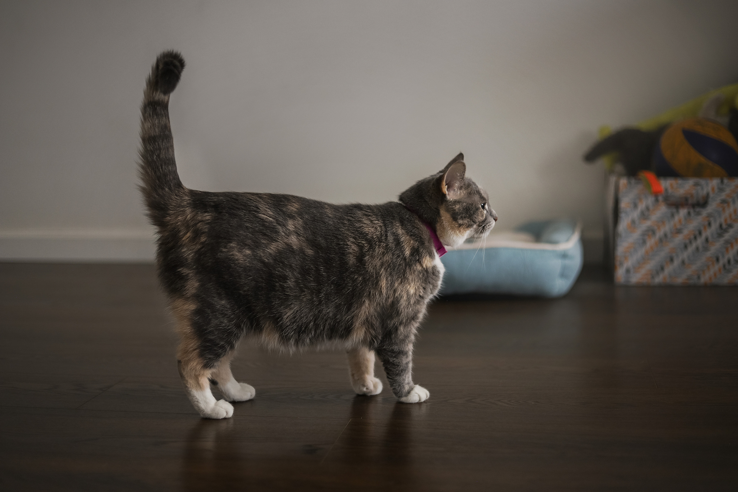 Даша и Катцу. Фотограф — Анималист | Санкт-Петербург