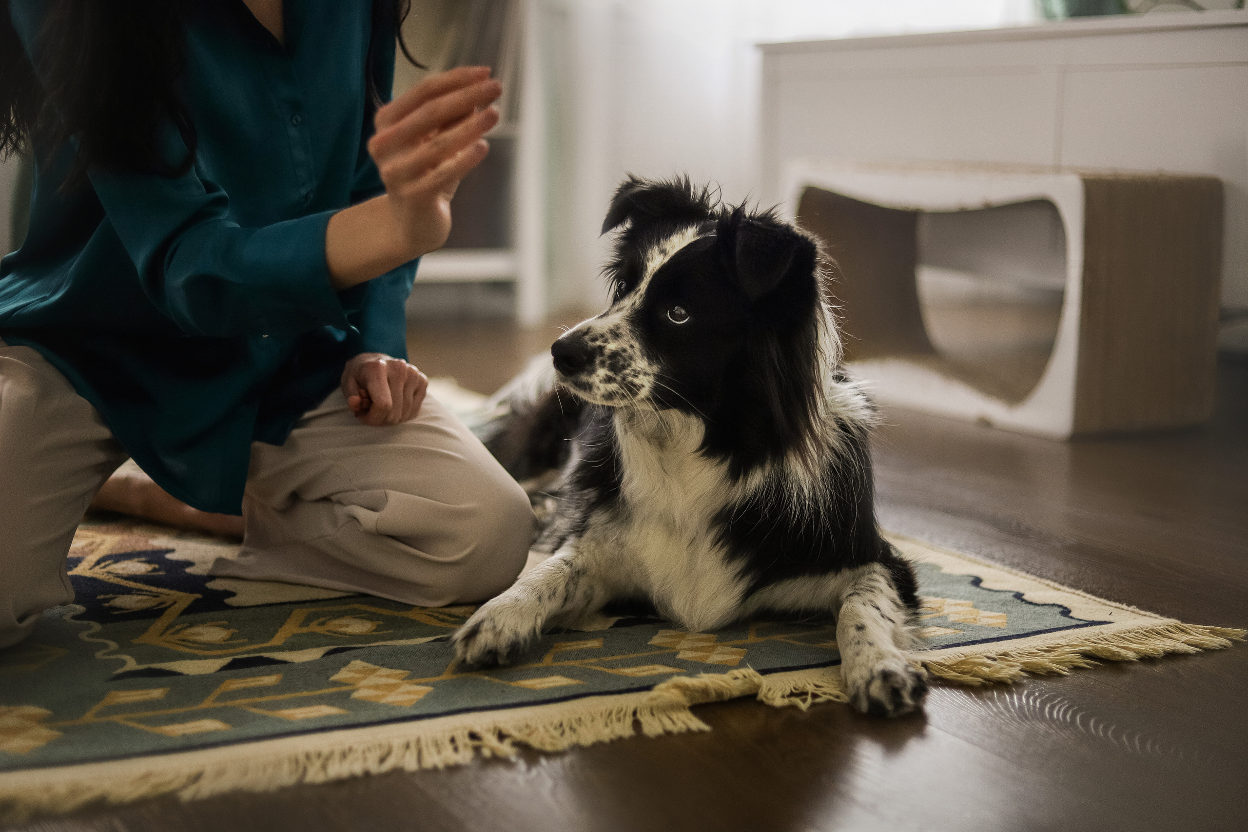 Даша и Катцу. Фотограф — Анималист | Санкт-Петербург