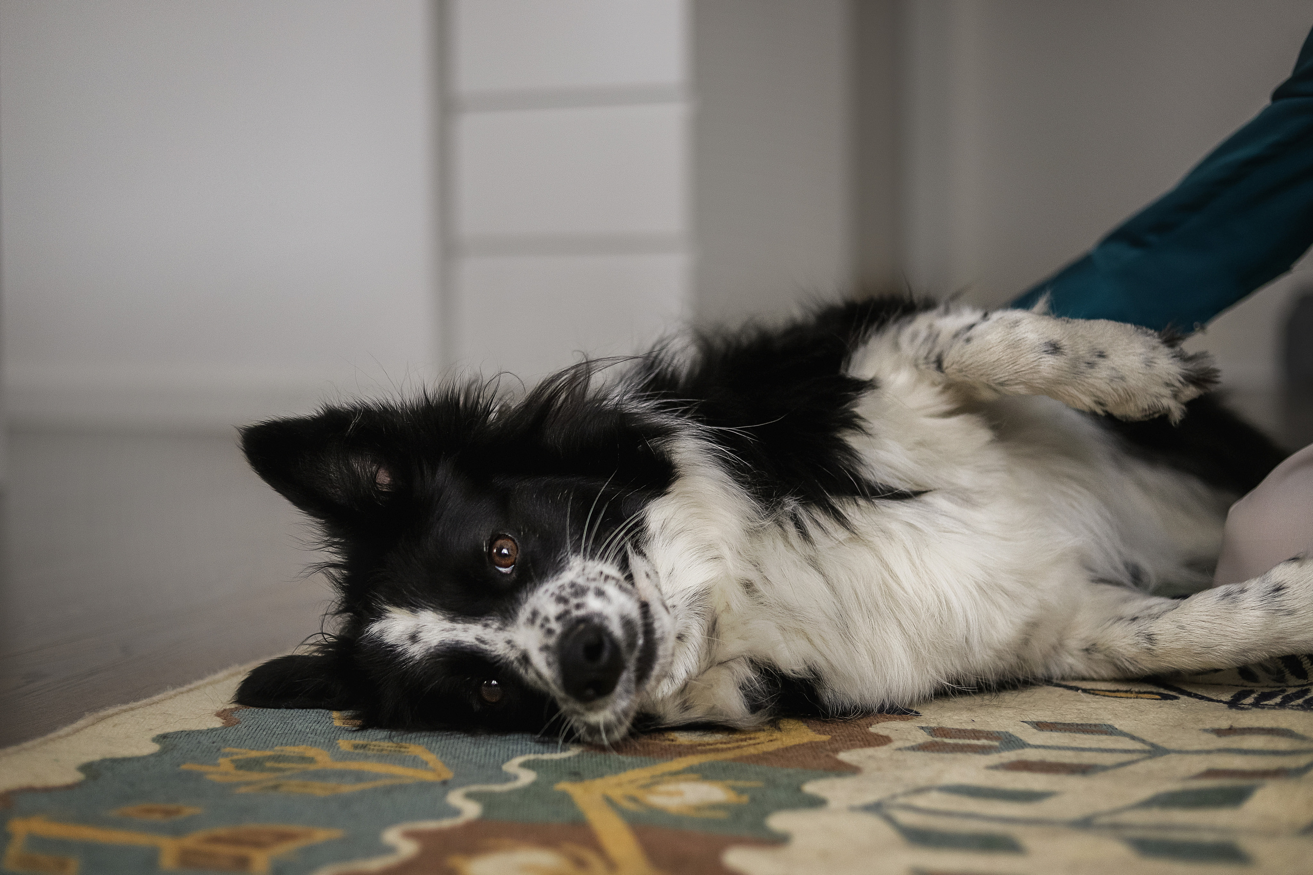 Даша и Катцу. Фотограф — Анималист | Санкт-Петербург