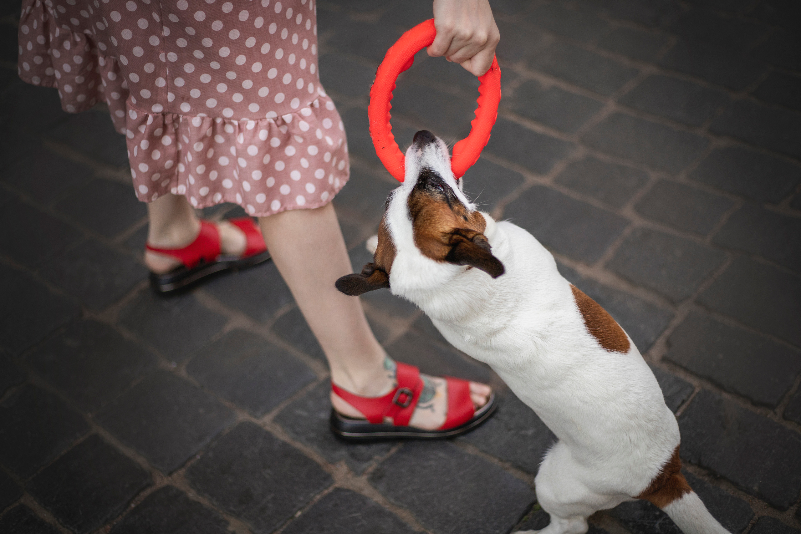 Виктория и Майти. Фотограф — Анималист | Санкт-Петербург