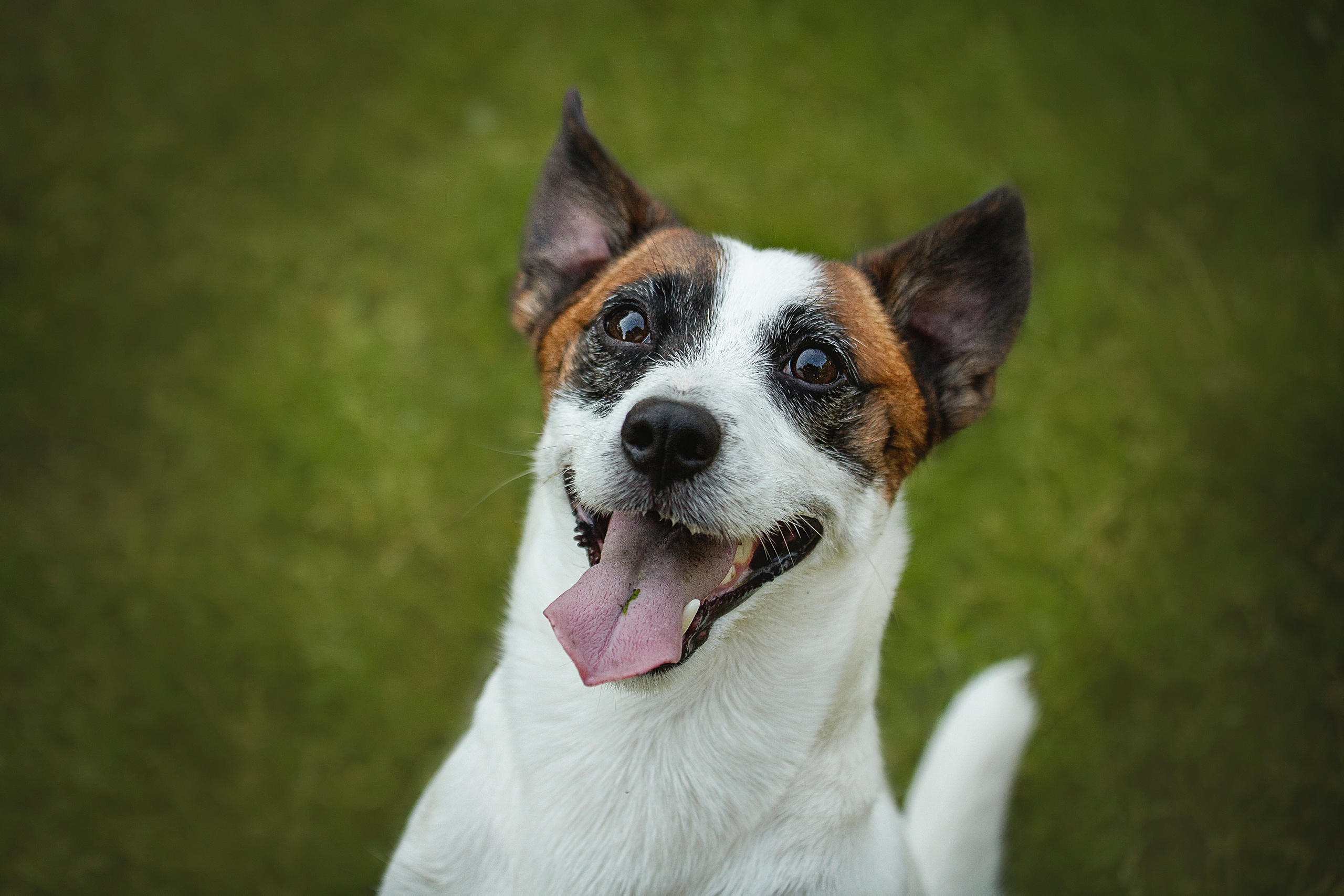Виктория и Майти. Фотограф — Анималист | Санкт-Петербург