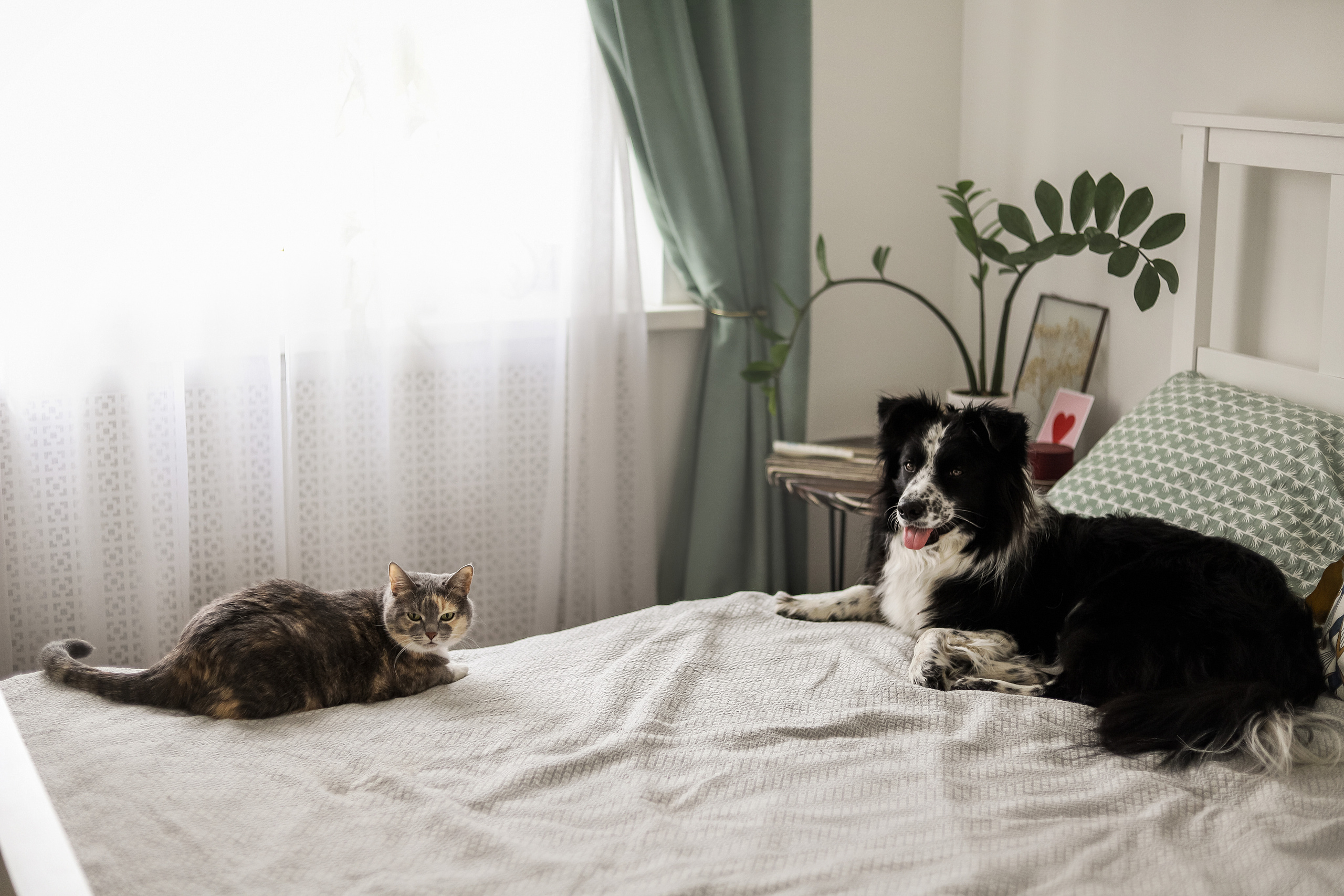 Даша и Катцу. Фотограф — Анималист | Санкт-Петербург