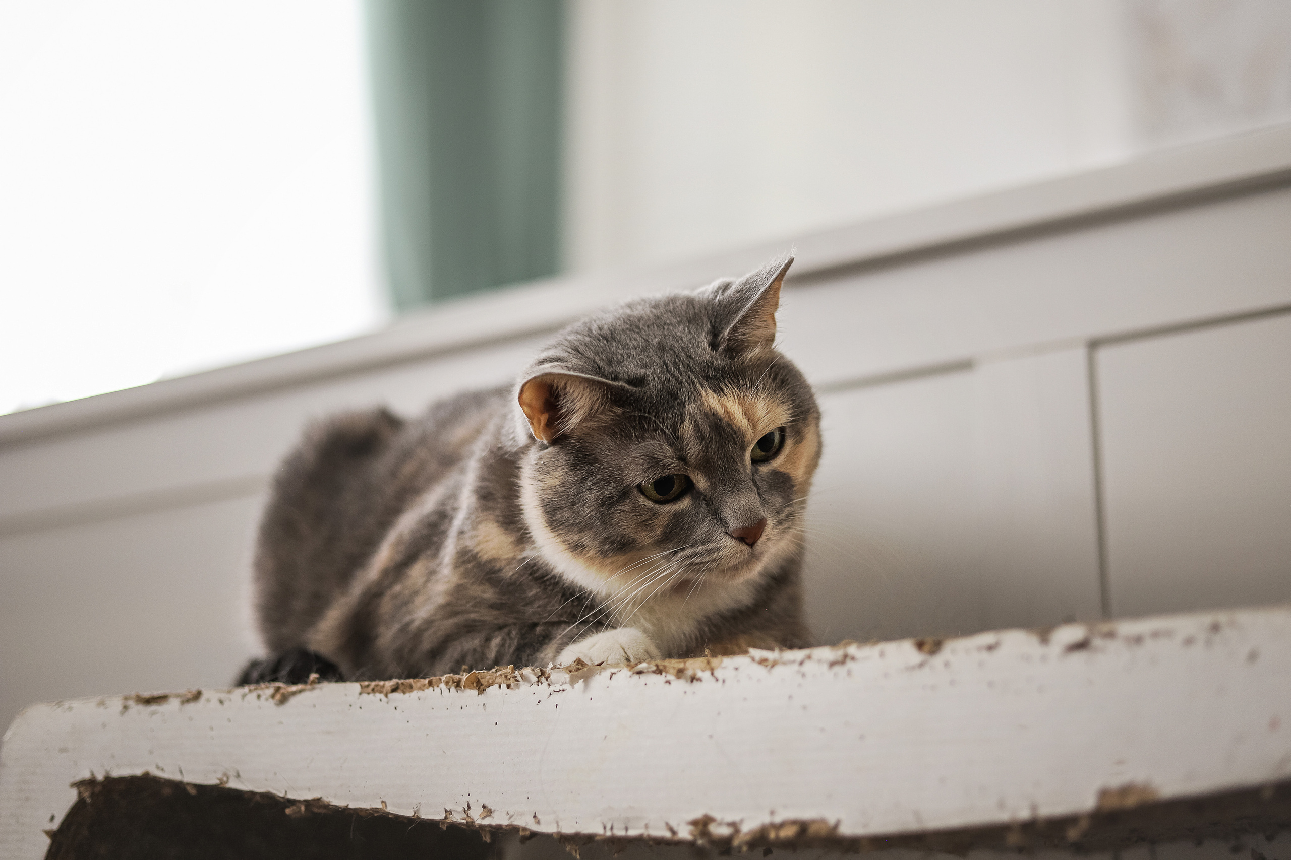 Даша и Катцу. Фотограф — Анималист | Санкт-Петербург