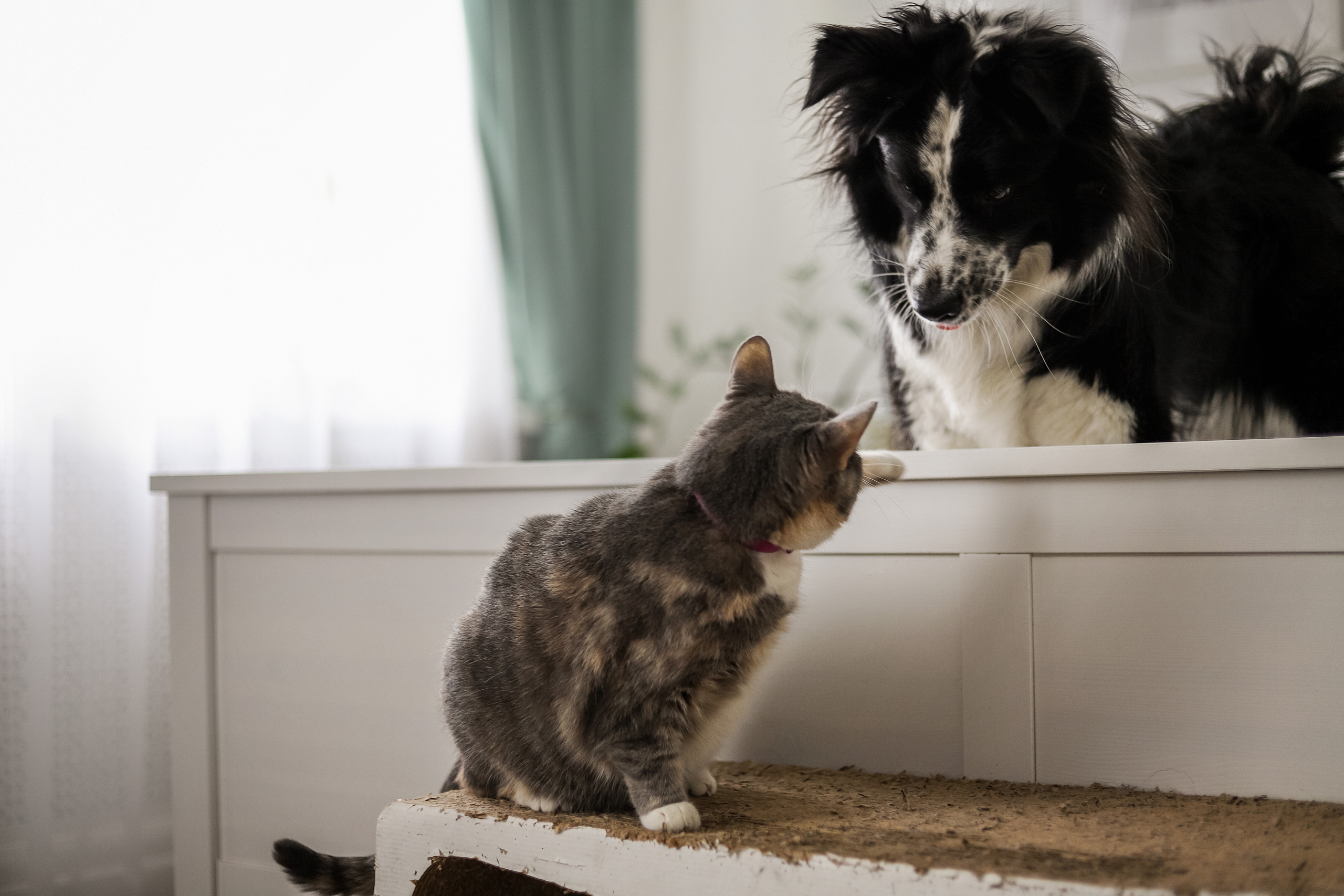 Даша и Катцу. Фотограф — Анималист | Санкт-Петербург