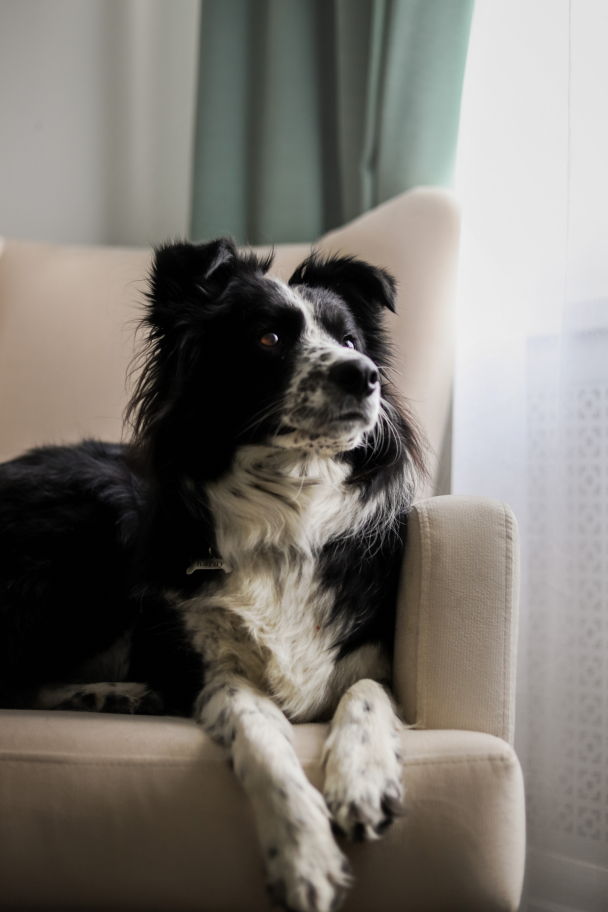 Даша и Катцу. Фотограф — Анималист | Санкт-Петербург