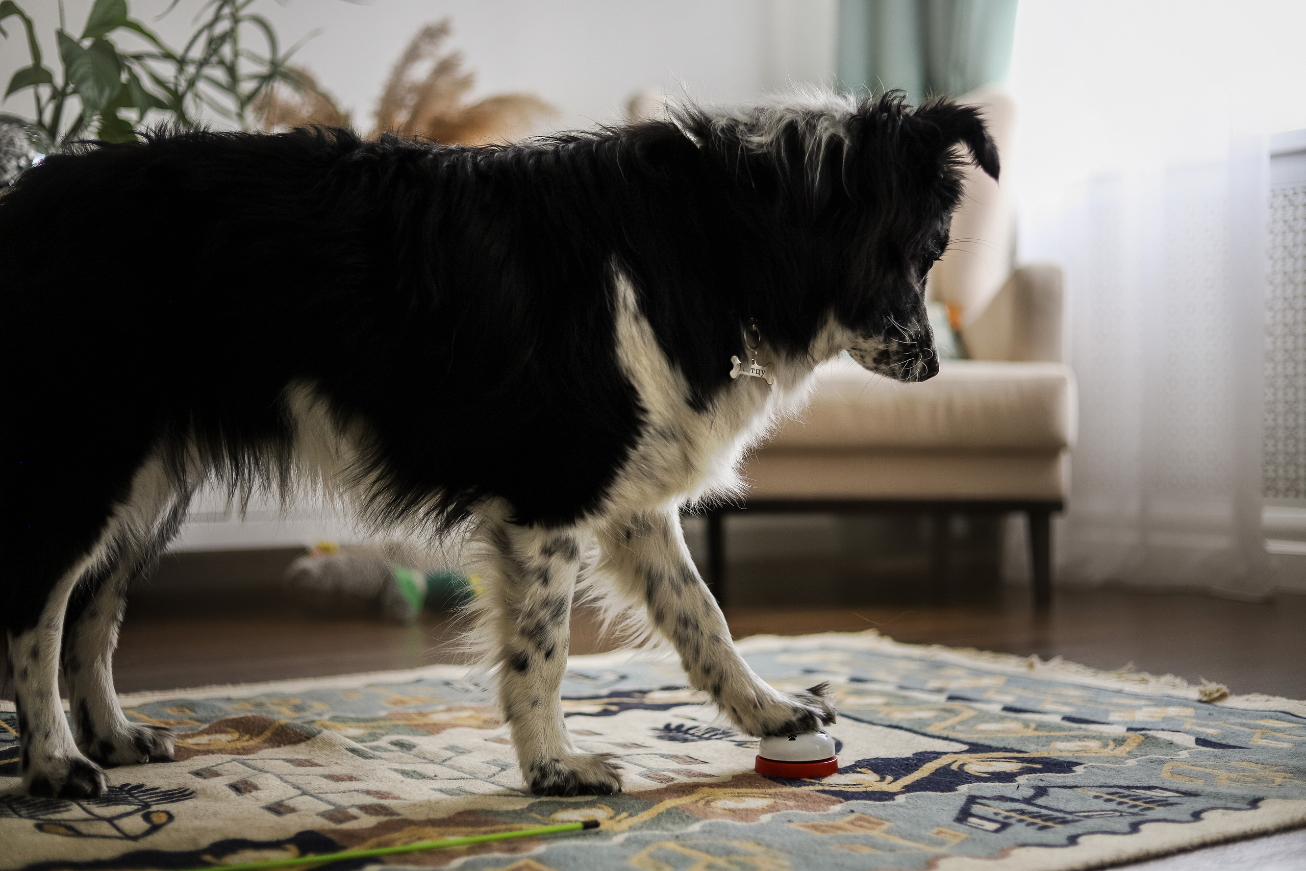 Даша и Катцу. Фотограф — Анималист | Санкт-Петербург