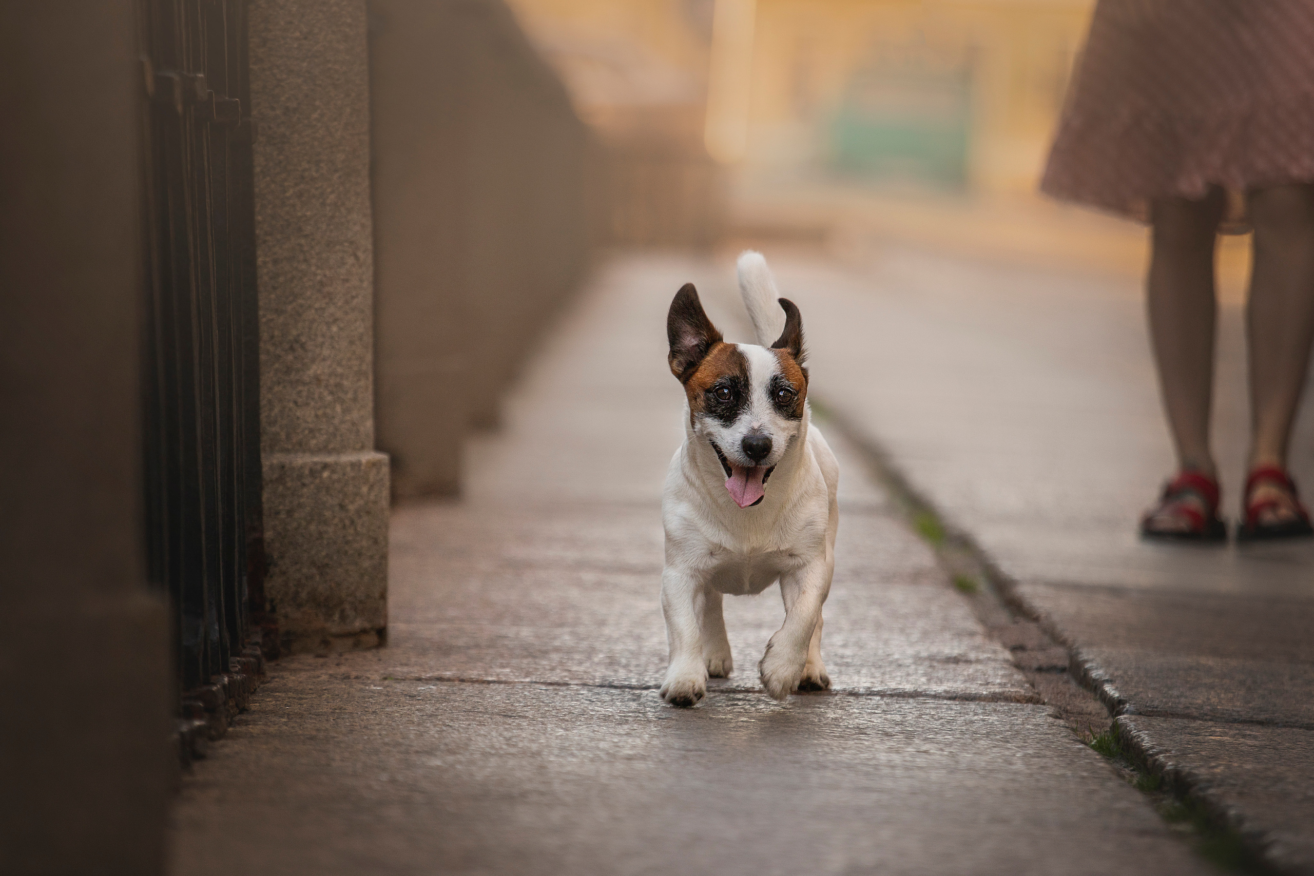 Виктория и Майти. Фотограф — Анималист | Санкт-Петербург