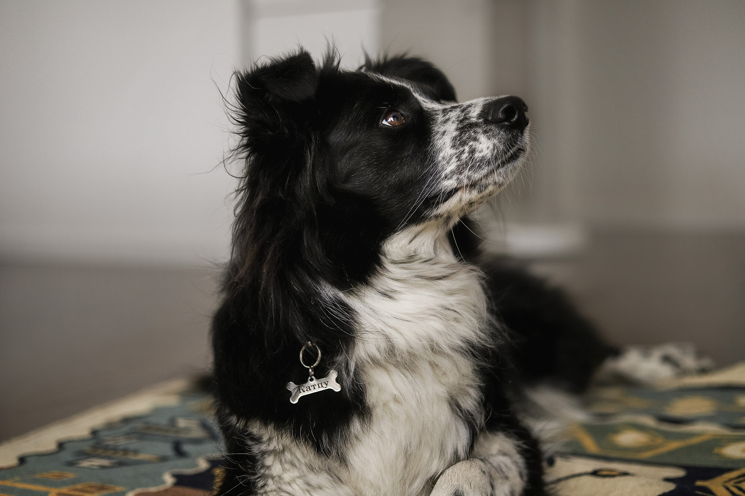 Даша и Катцу. Фотограф — Анималист | Санкт-Петербург