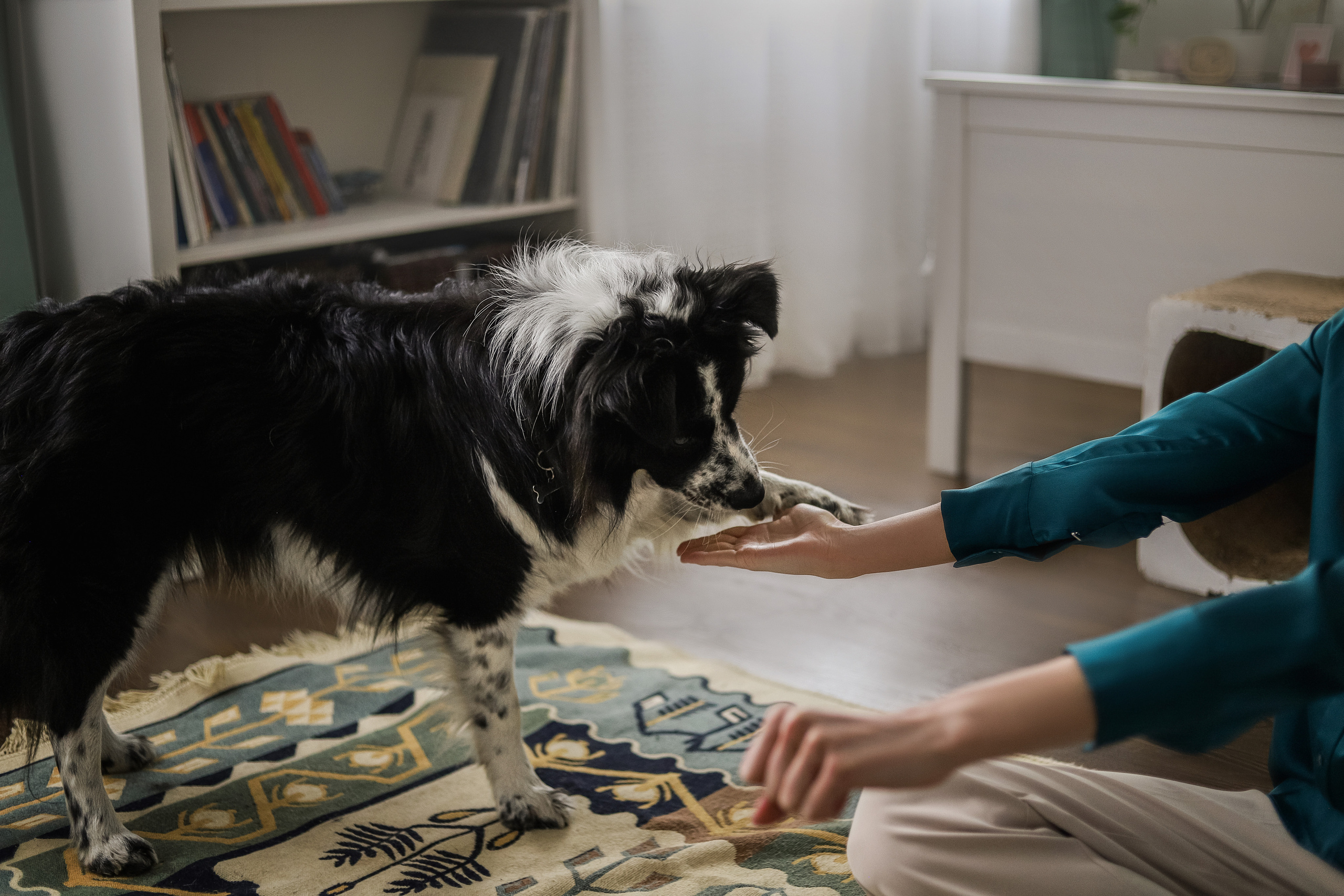 Даша и Катцу. Фотограф — Анималист | Санкт-Петербург